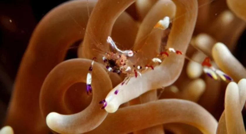 Tulamben Wreck Divers Resort & Restaurant