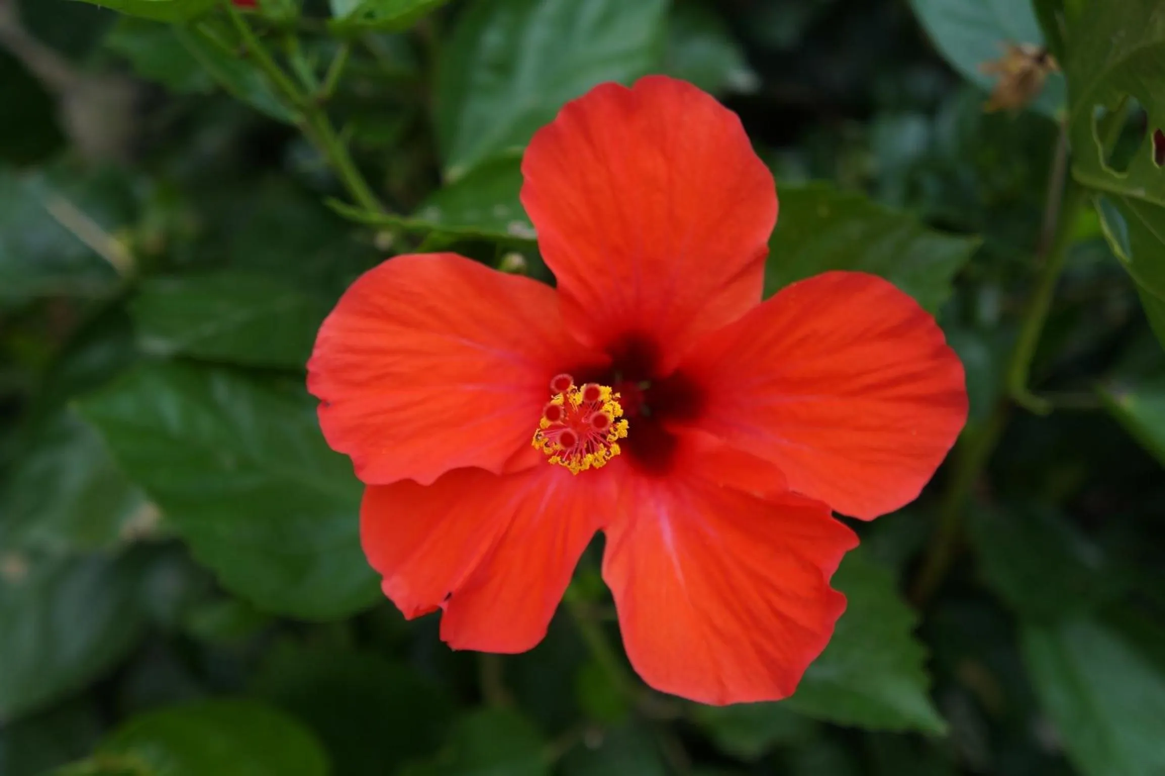 Garden in Lemon Creek Hotel Resort