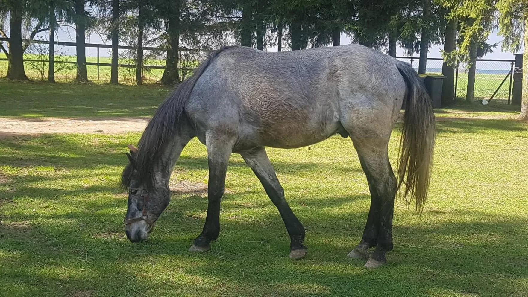 Animals in Kurnik Polski agroturystyka