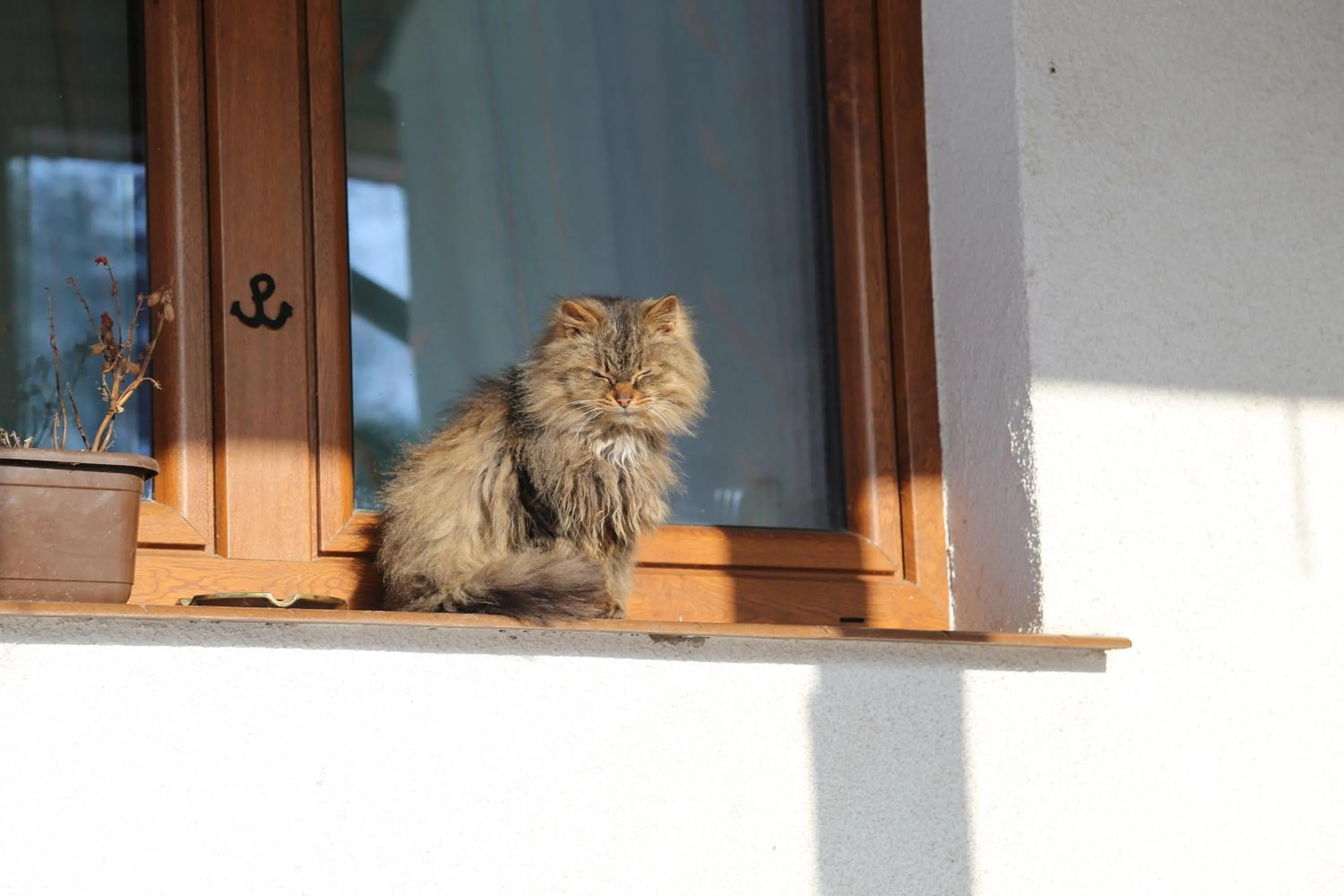 Pets in Kurnik Polski agroturystyka