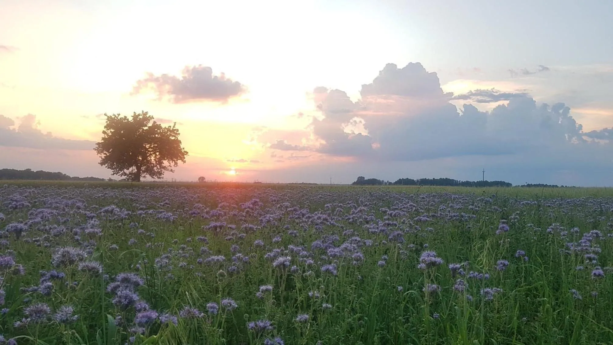 Natural landscape in Kurnik Polski agroturystyka