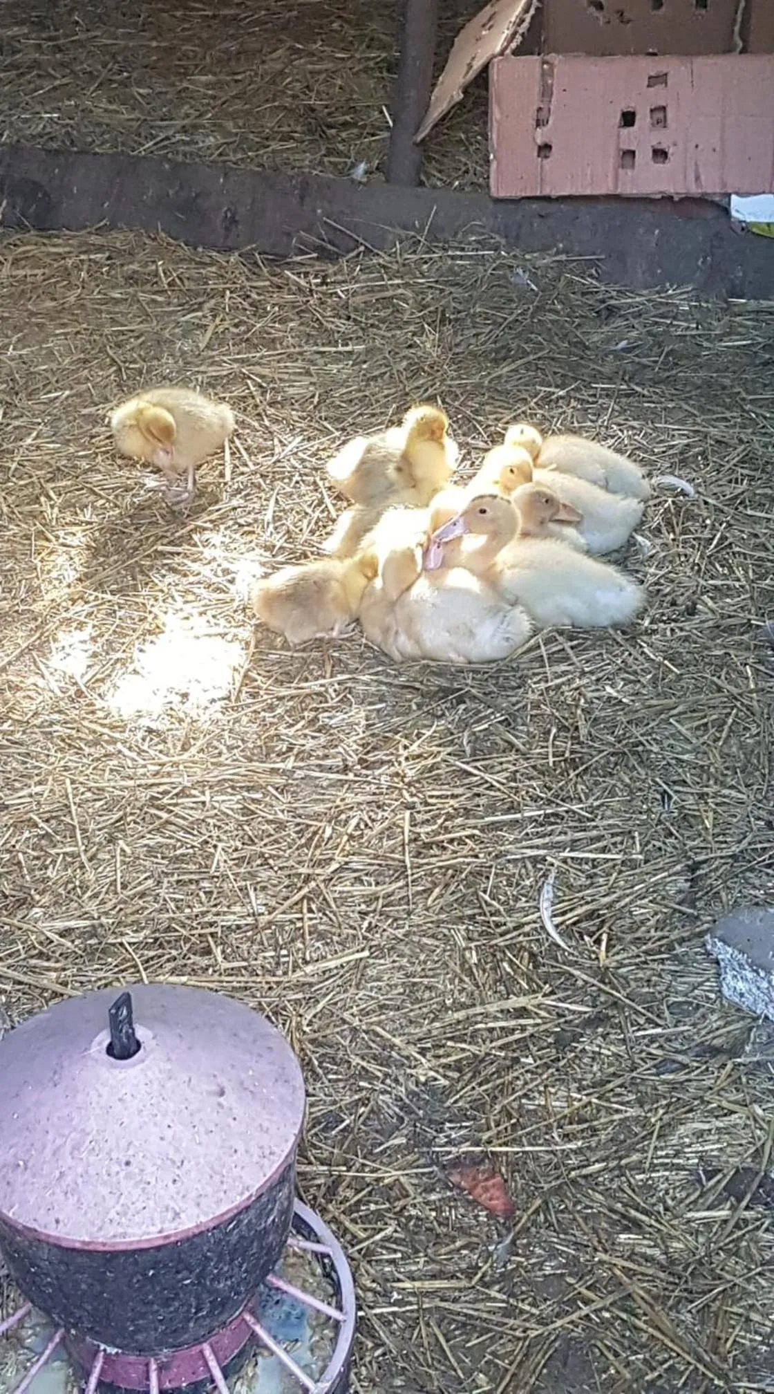Animals in Kurnik Polski agroturystyka