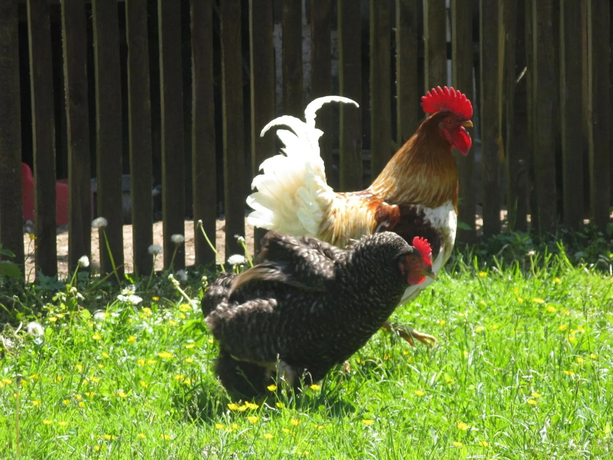 Pets in Kurnik Polski agroturystyka