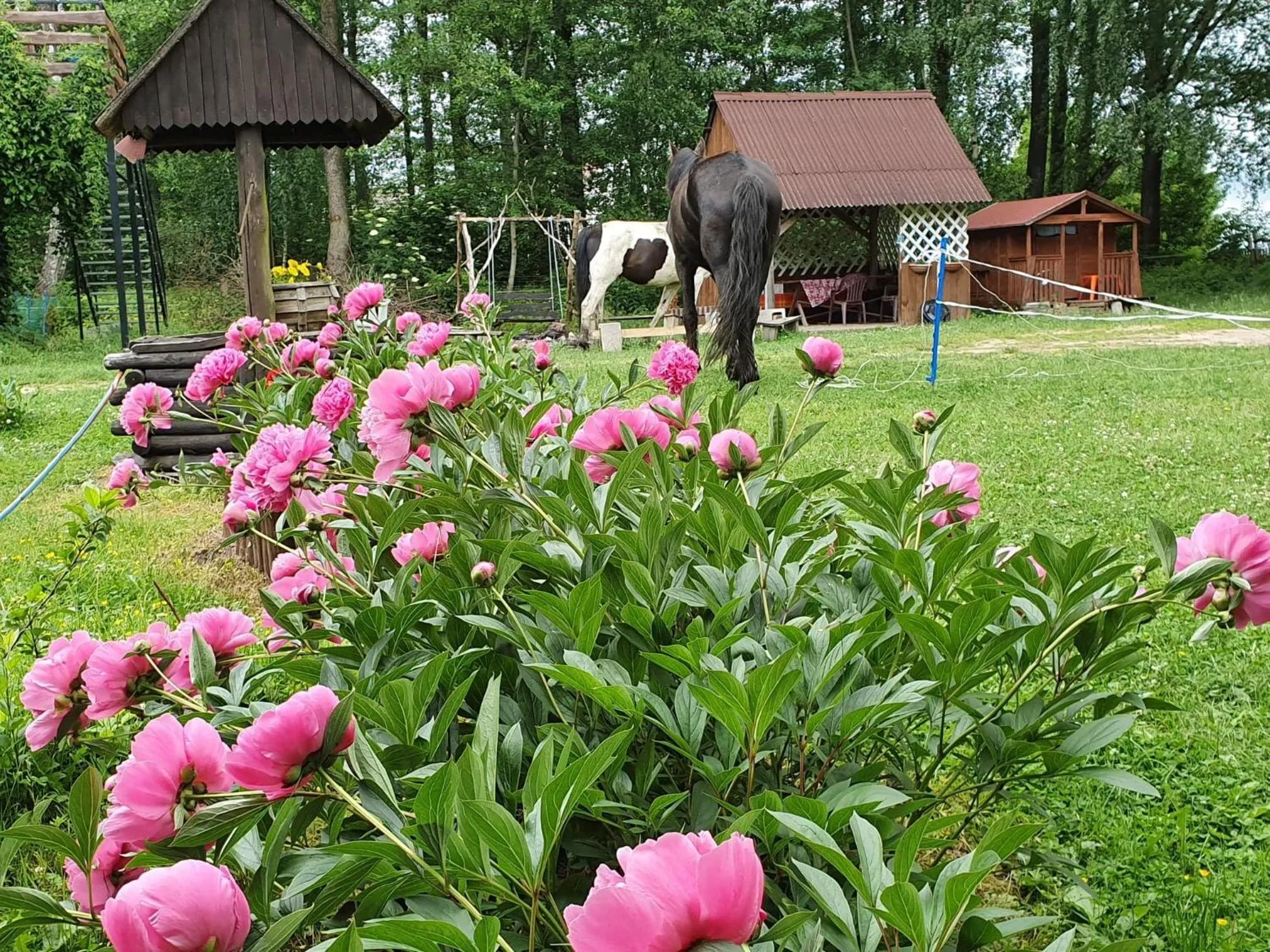 Garden in Kurnik Polski agroturystyka