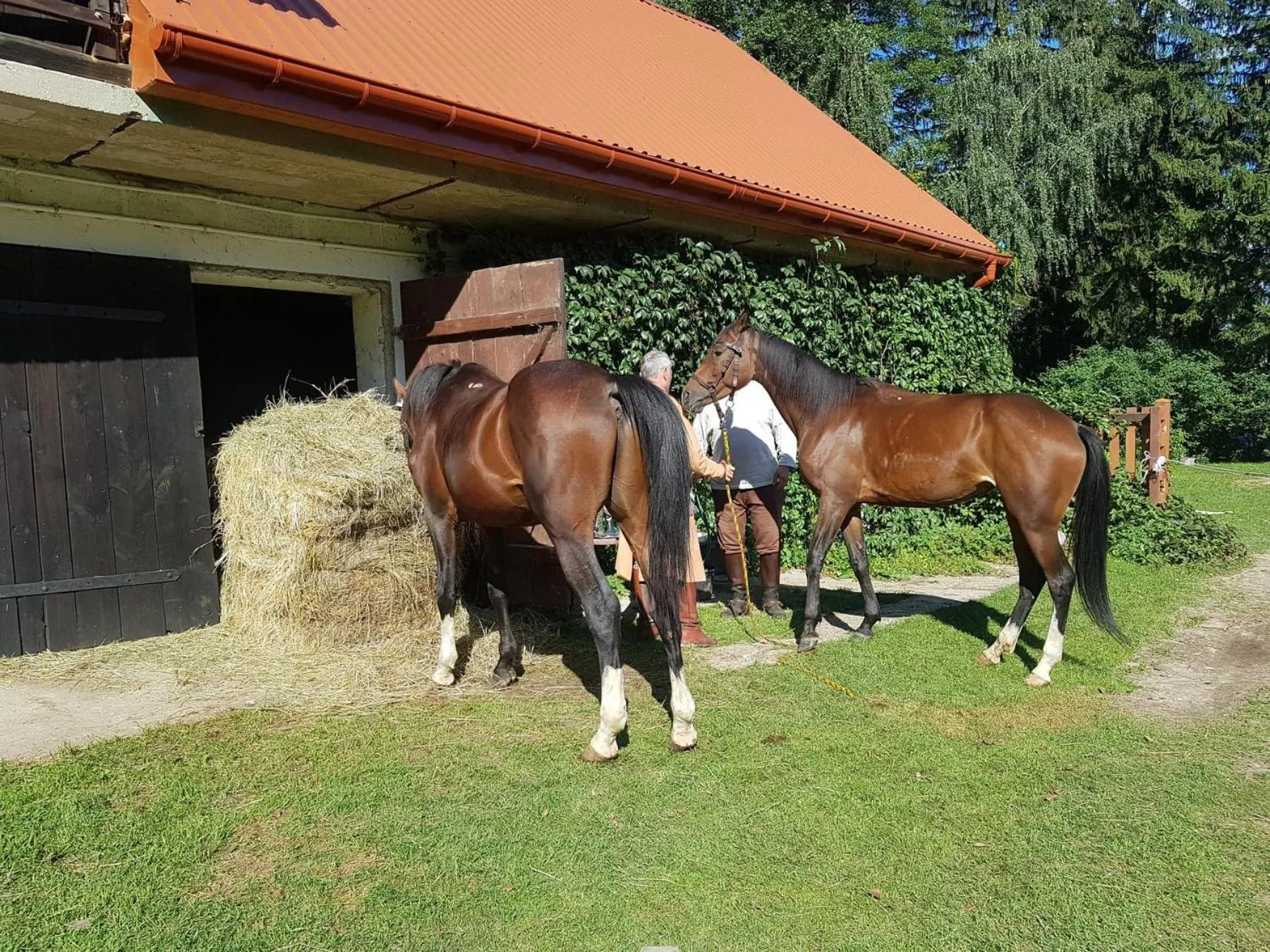 Horse-riding in Kurnik Polski agroturystyka
