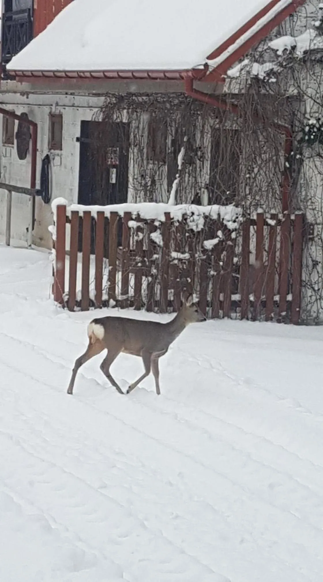 Animals in Kurnik Polski agroturystyka
