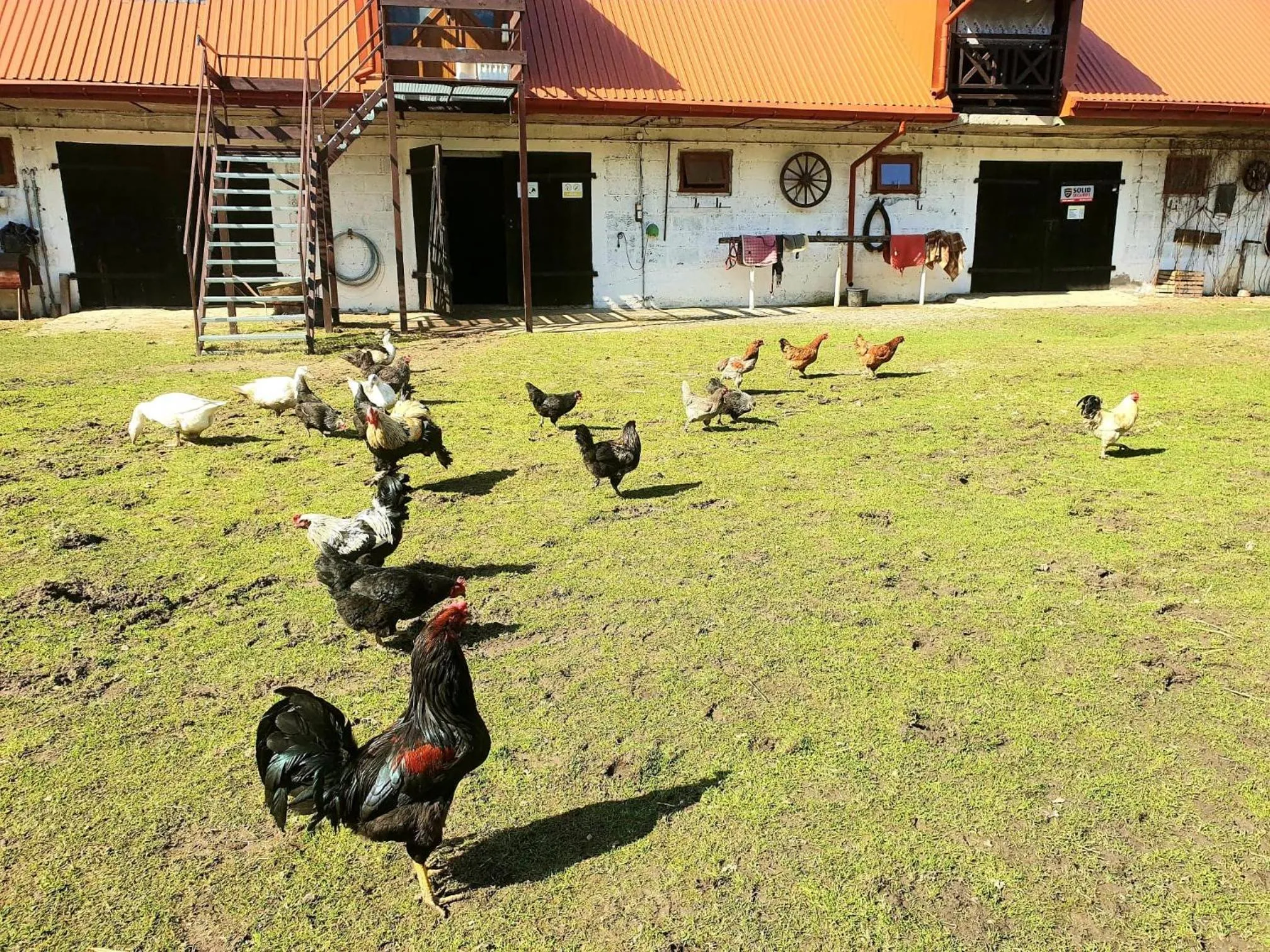 Garden in Kurnik Polski agroturystyka
