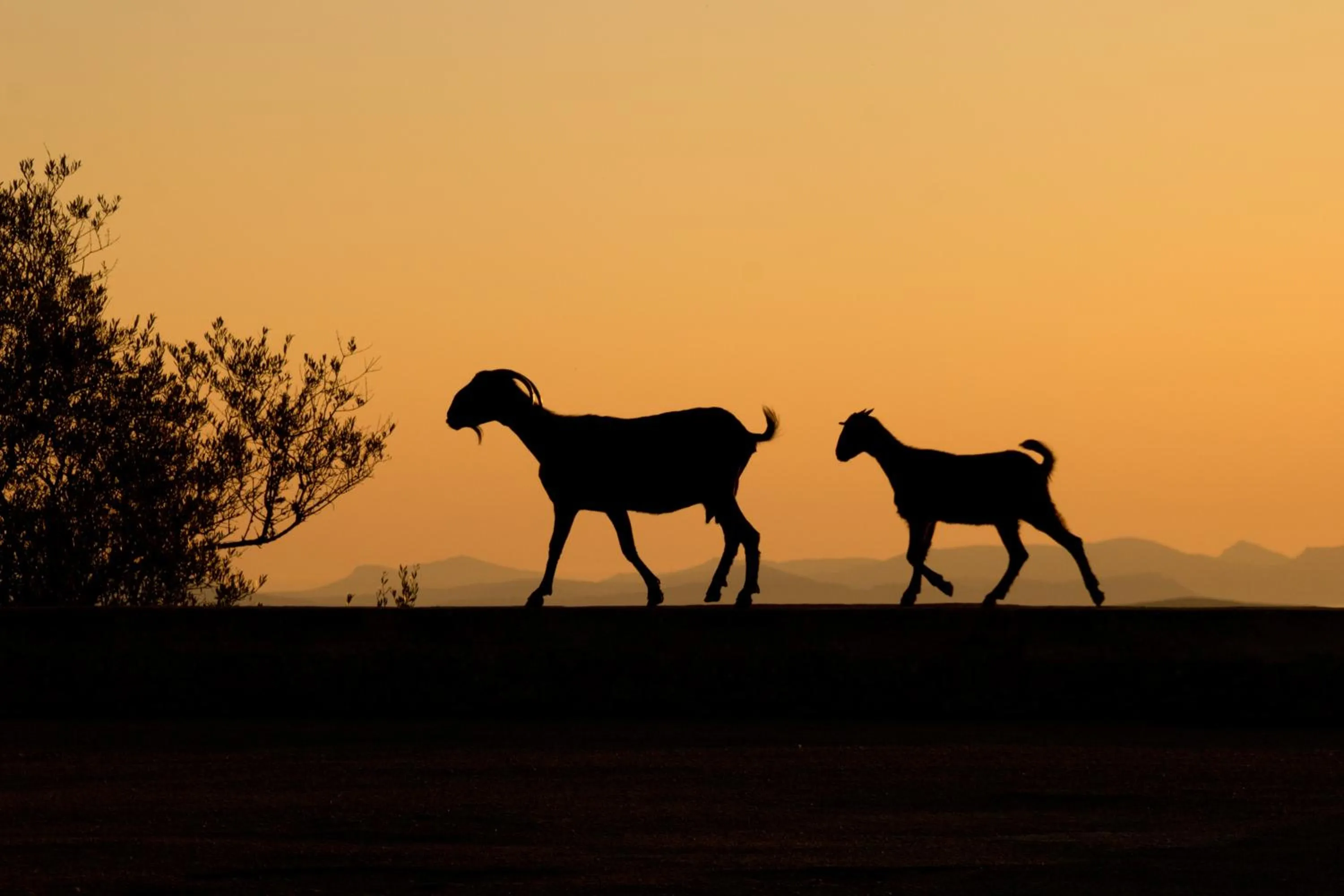 Animals in Petit Hotel Hostatgeria Sant Salvador