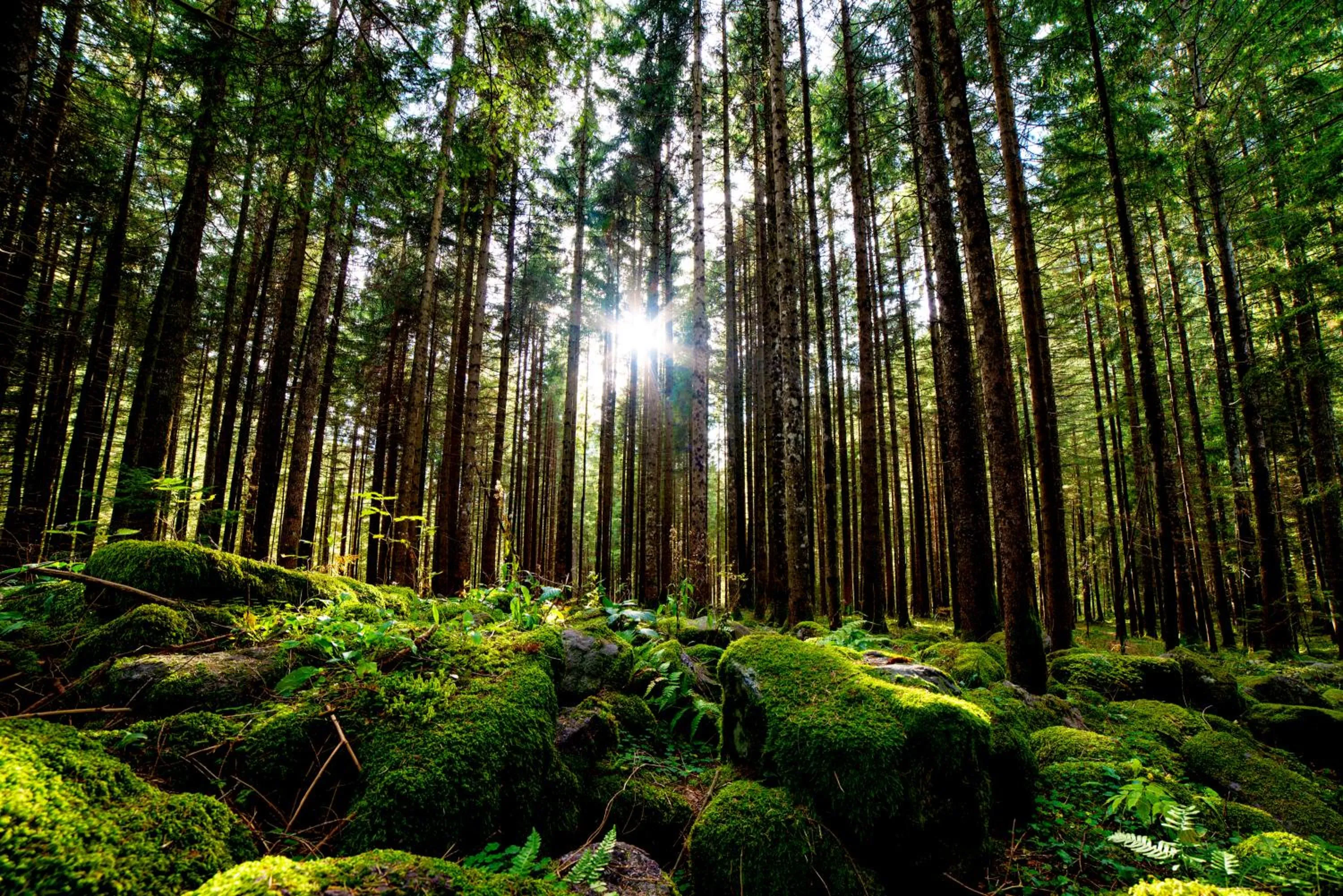 Natural landscape in REGIOHOTEL Harzresidenz Wernigerode - #Familienfreundlich #FrischRenoviert #Waschmaschine #FreeParking