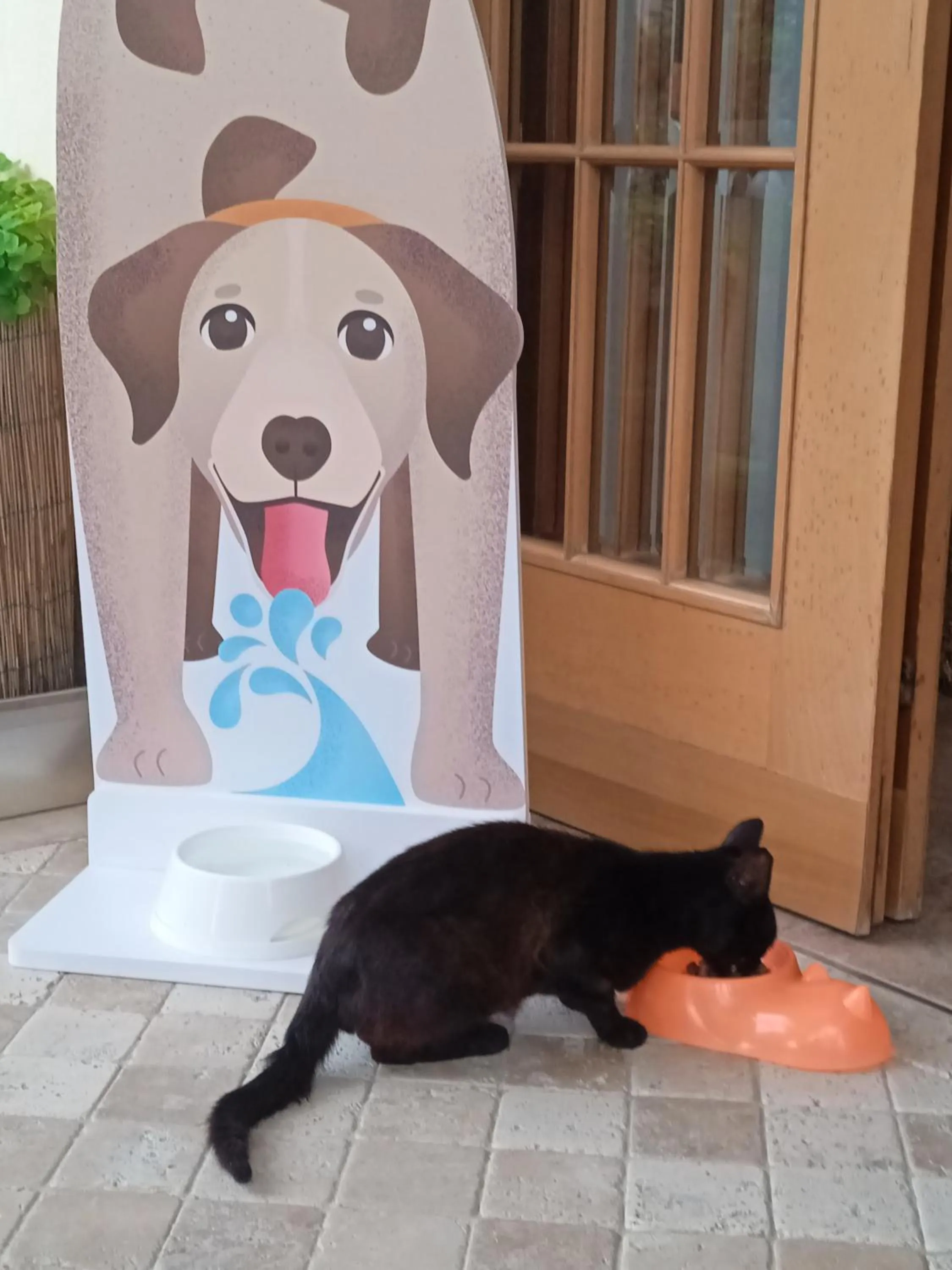 Animals in Hotel Buenos Aires