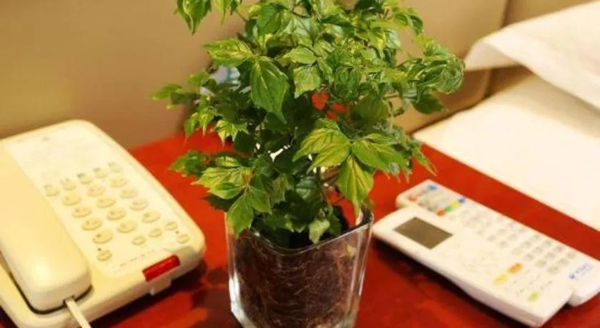 GreenTree Inn Shanghai Gongkang Road Branch