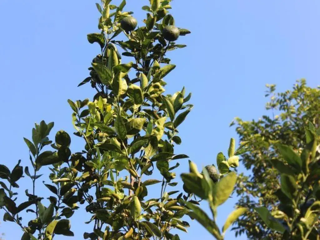 Pepper Farm Phu Quoc Bungalow Pepper Farm Phu Quoc Bungalow