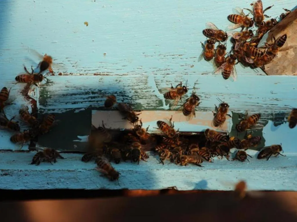 Pepper Farm Phu Quoc Bungalow