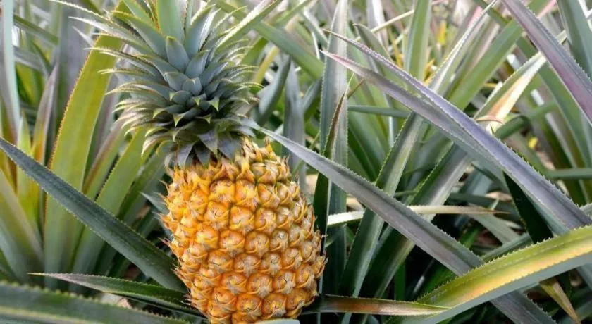 Pepper Farm Phu Quoc Bungalow