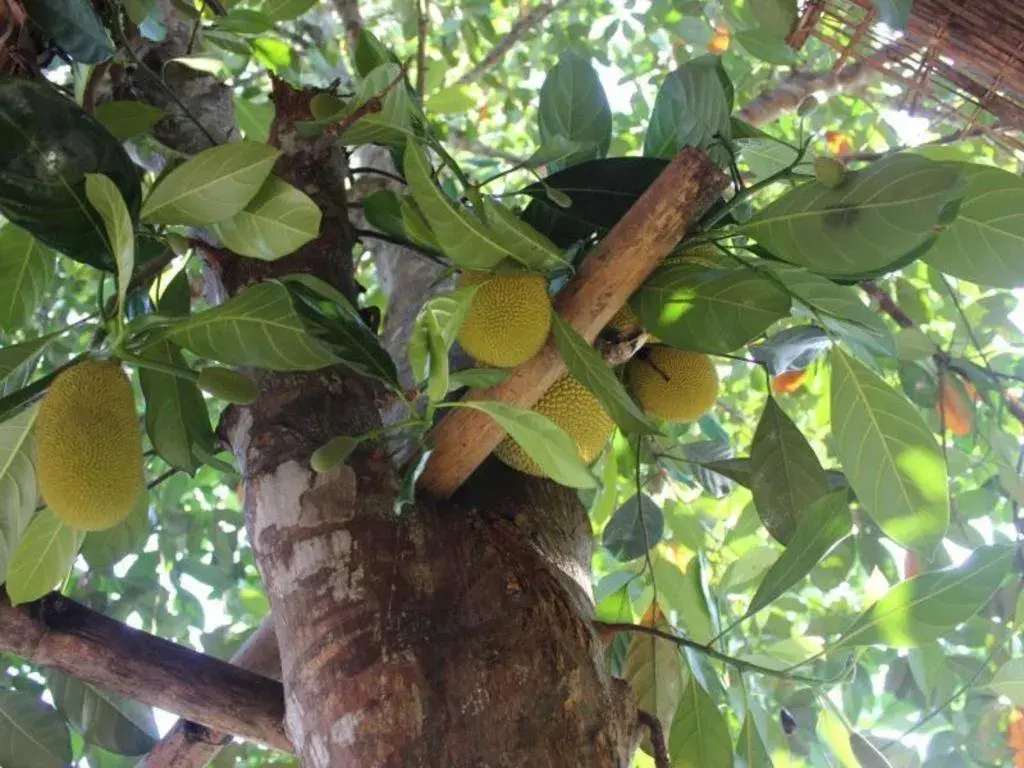 Pepper Farm Phu Quoc Bungalow Pepper Farm Phu Quoc Bungalow