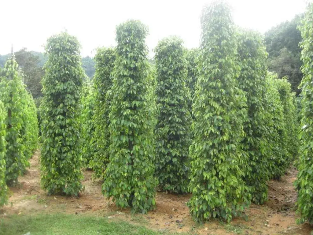 Pepper Farm Phu Quoc Bungalow Pepper Farm Phu Quoc Bungalow