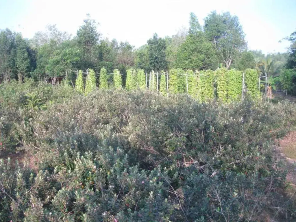 Pepper Farm Phu Quoc Bungalow Pepper Farm Phu Quoc Bungalow