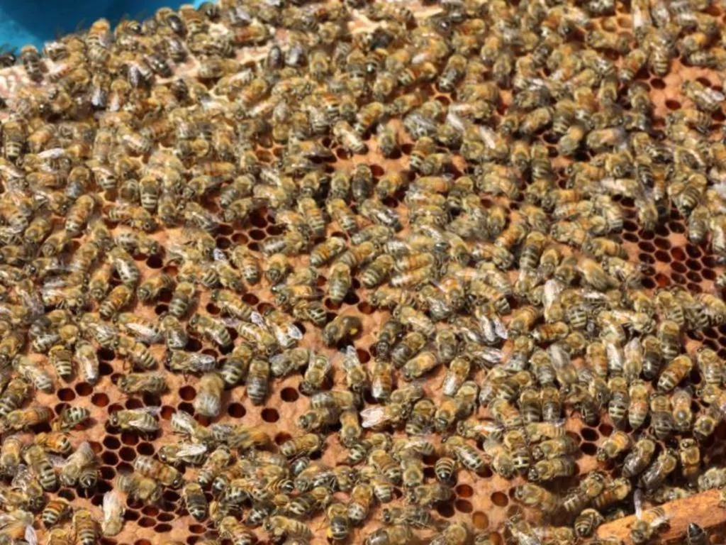 Pepper Farm Phu Quoc Bungalow