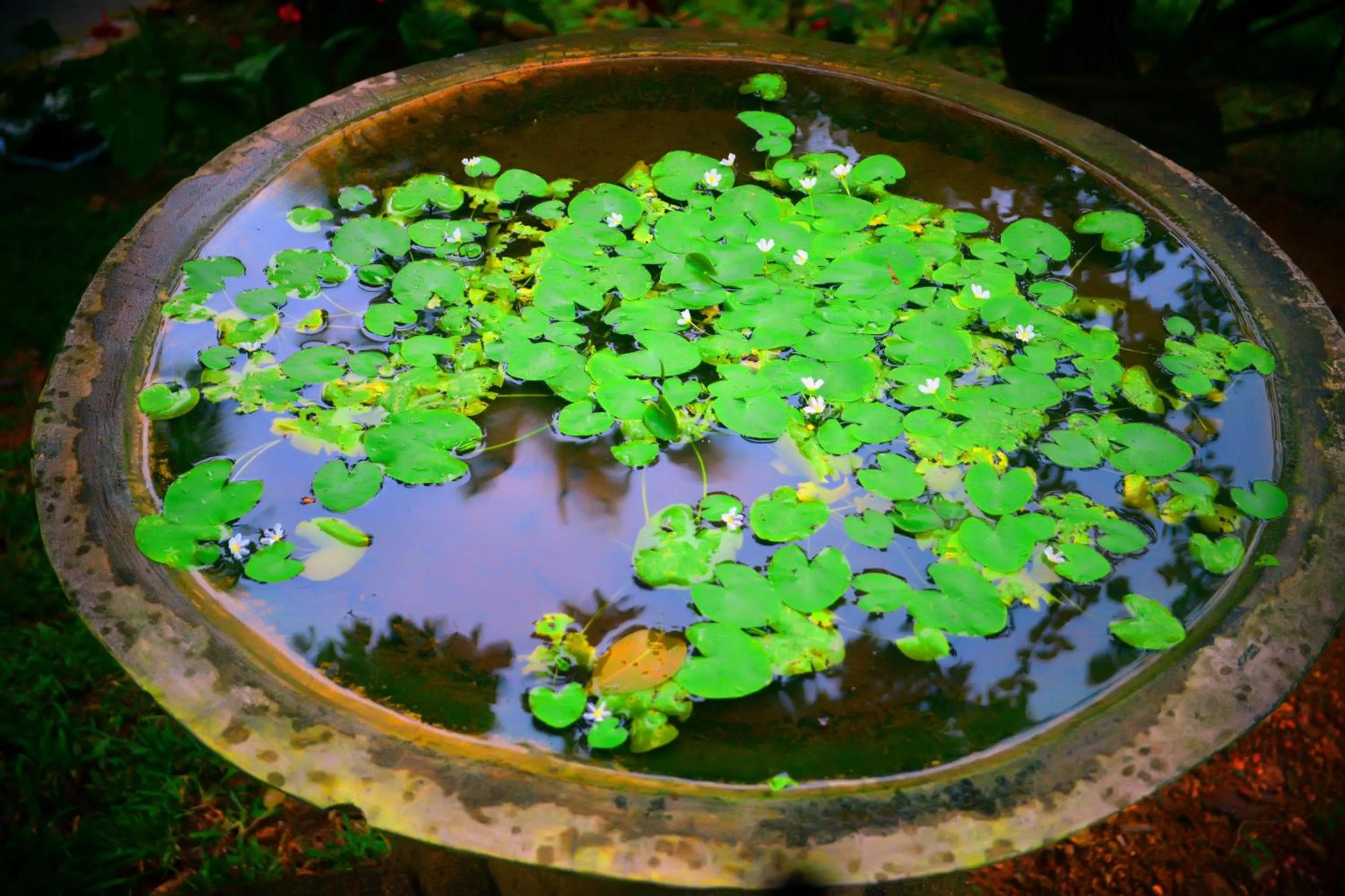 Decorative detail in Tropical Retreat