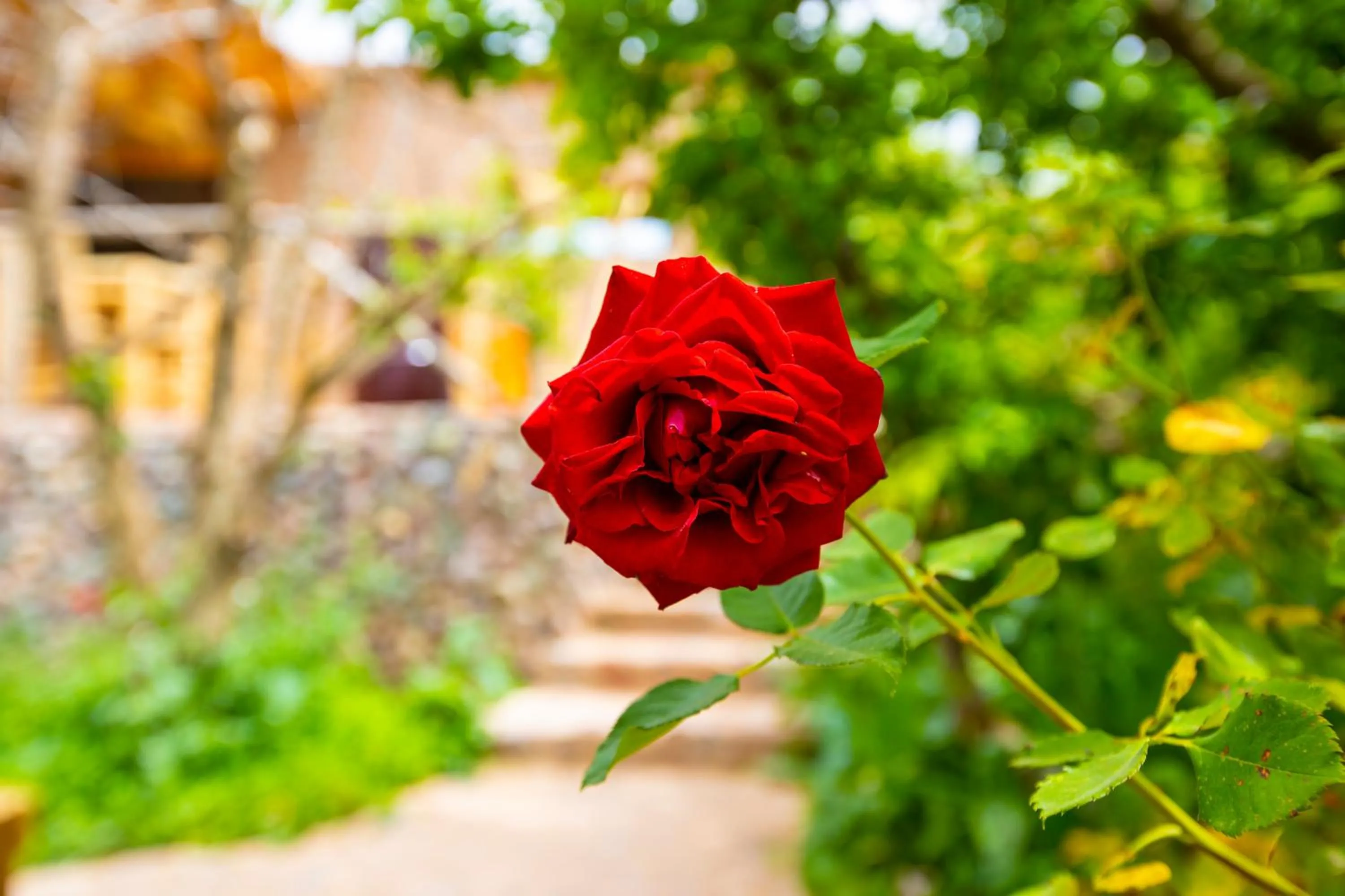 The garden of Asni