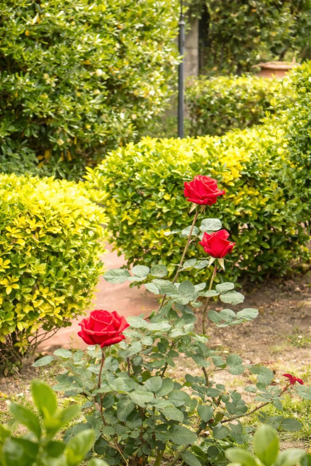 Garden in Av Isola Verde Hotel Thermal Spa