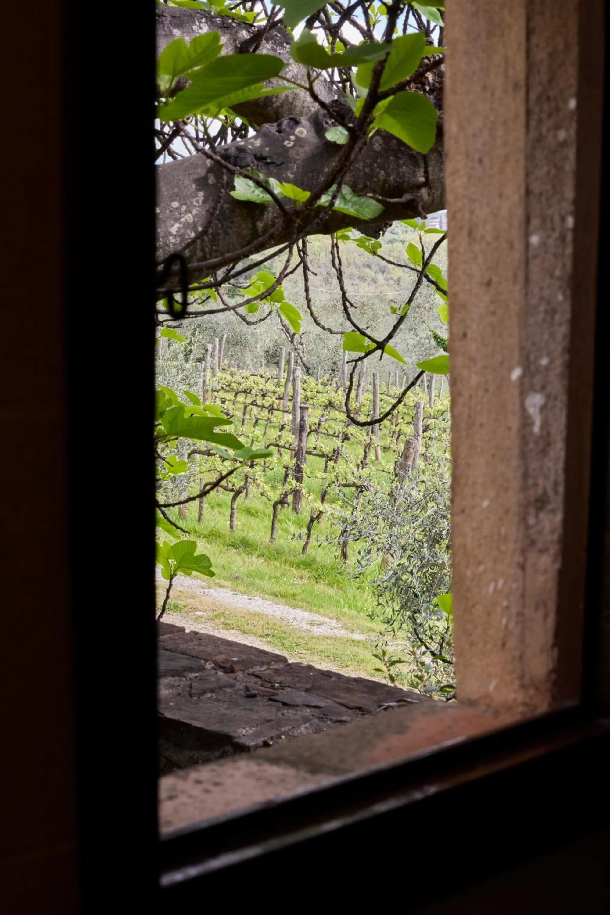 View (from property/room) in Certosa di Pontignano Residenza d'Epoca - Place of Charme