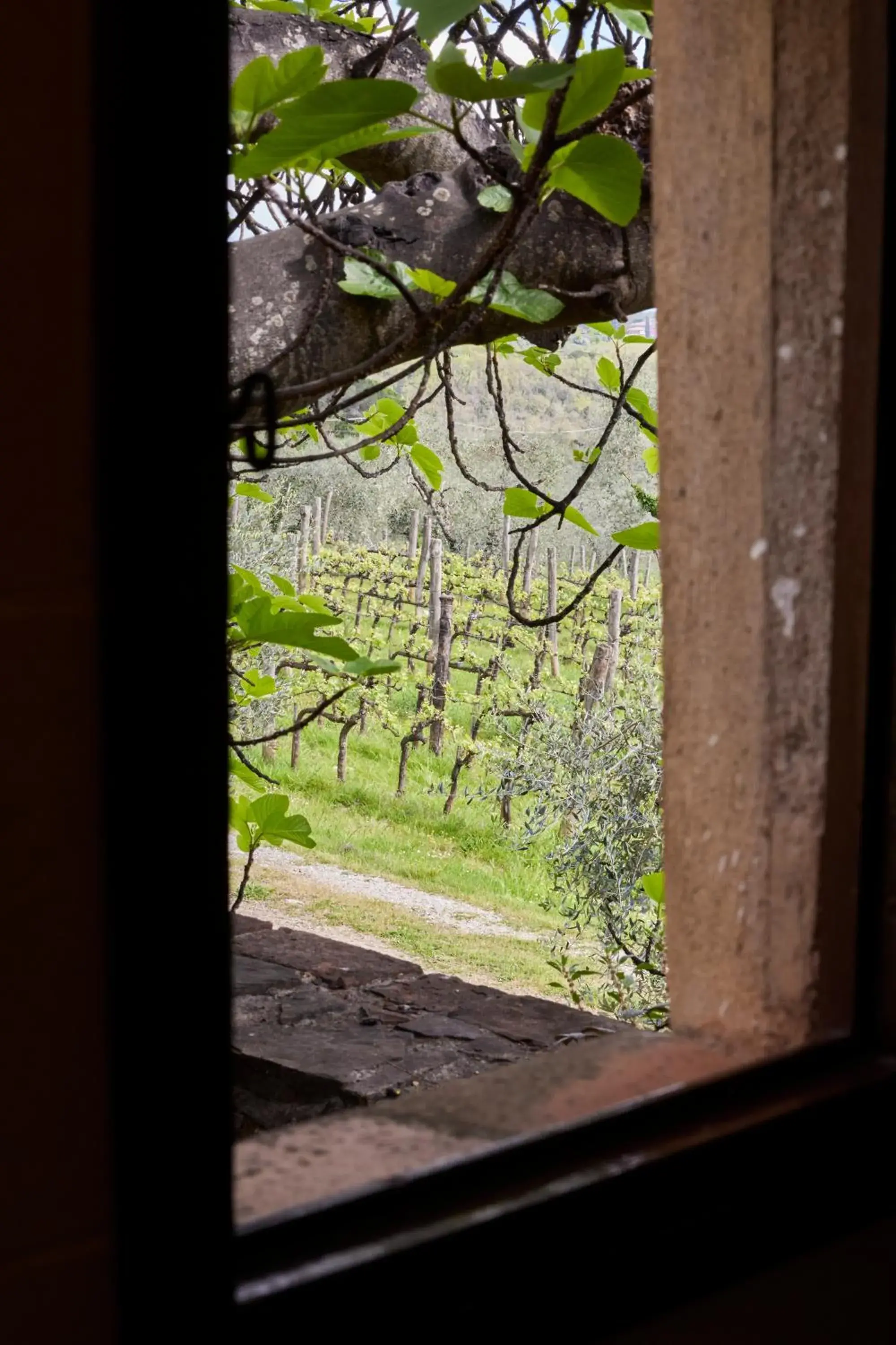 View (from property/room) in Certosa di Pontignano Residenza d'Epoca - Place of Charme View (from property/room) in Certosa di Pontignano Residenza d'Epoca - Place of Charme