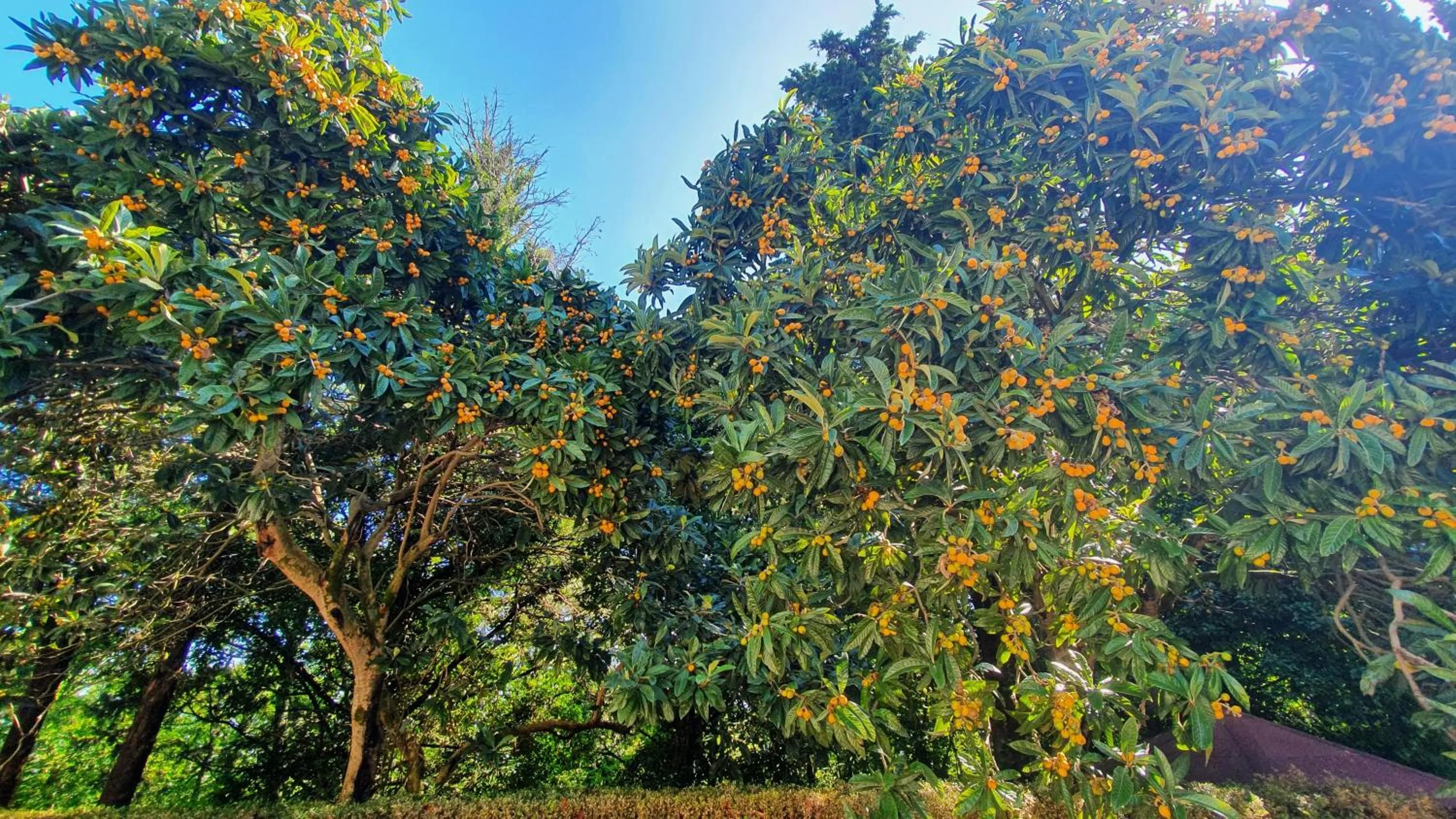 Other in Villa Sargiano