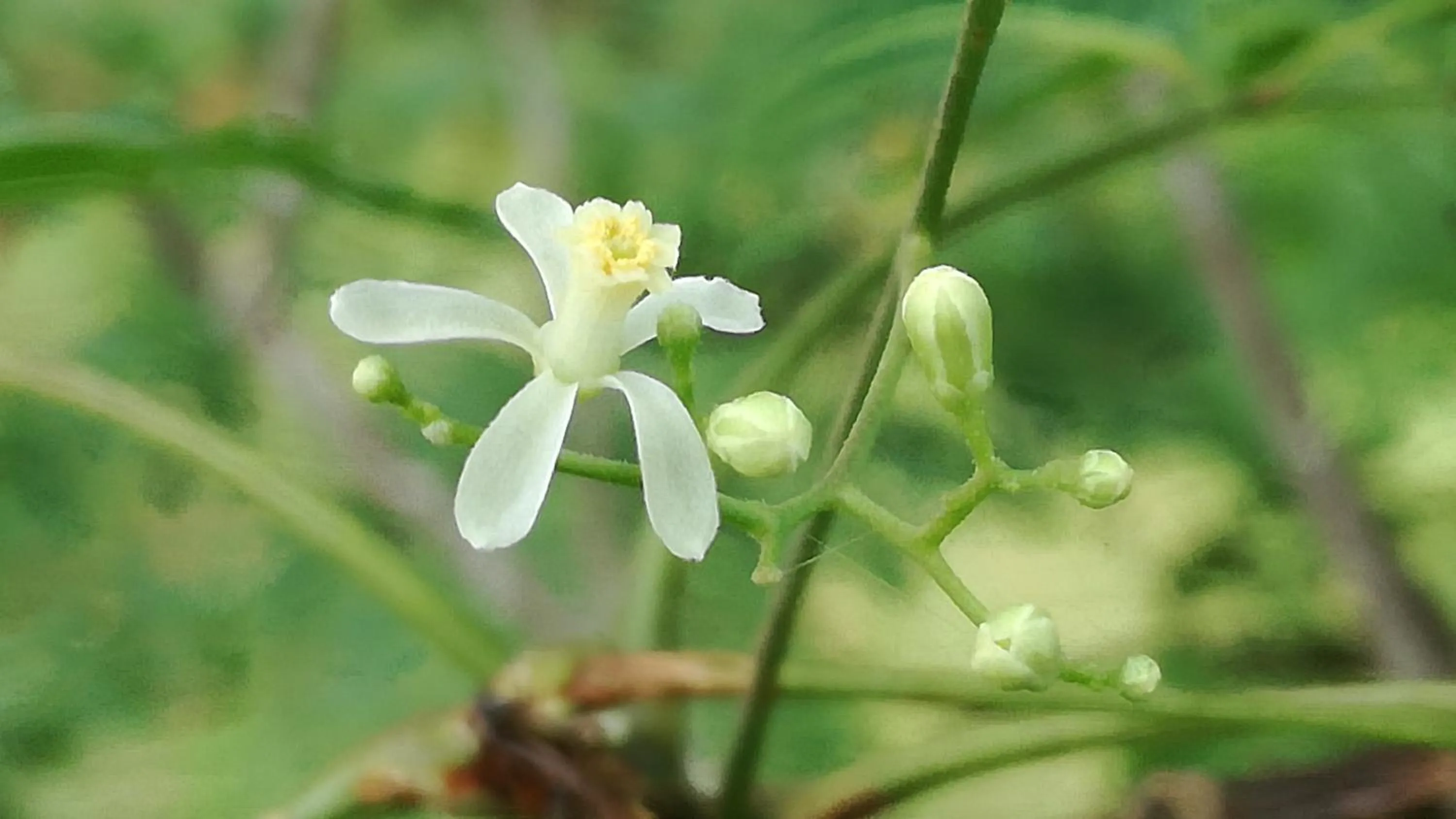 Other in Sigiri Forest View