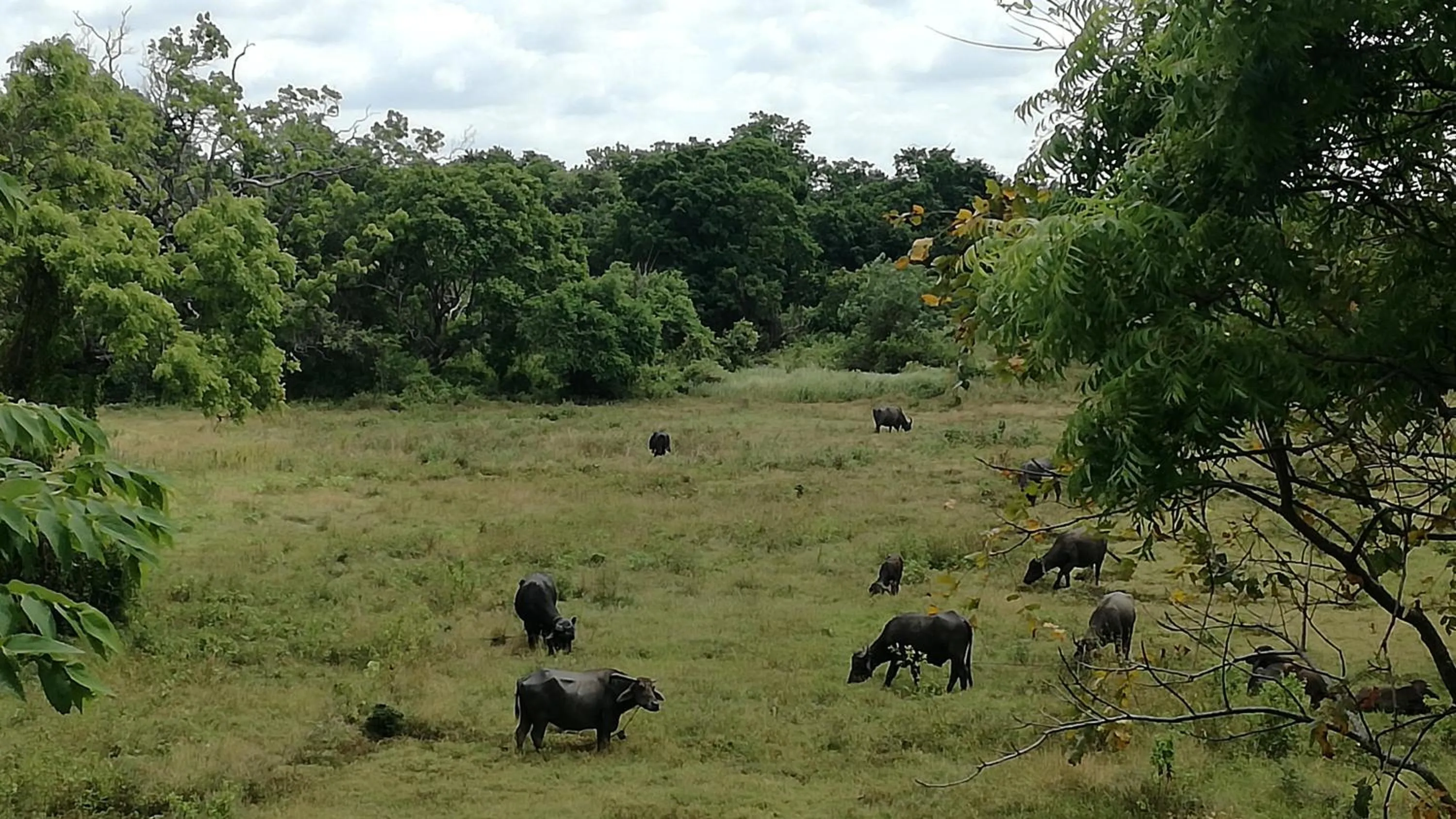 Animals in Sigiri Forest View