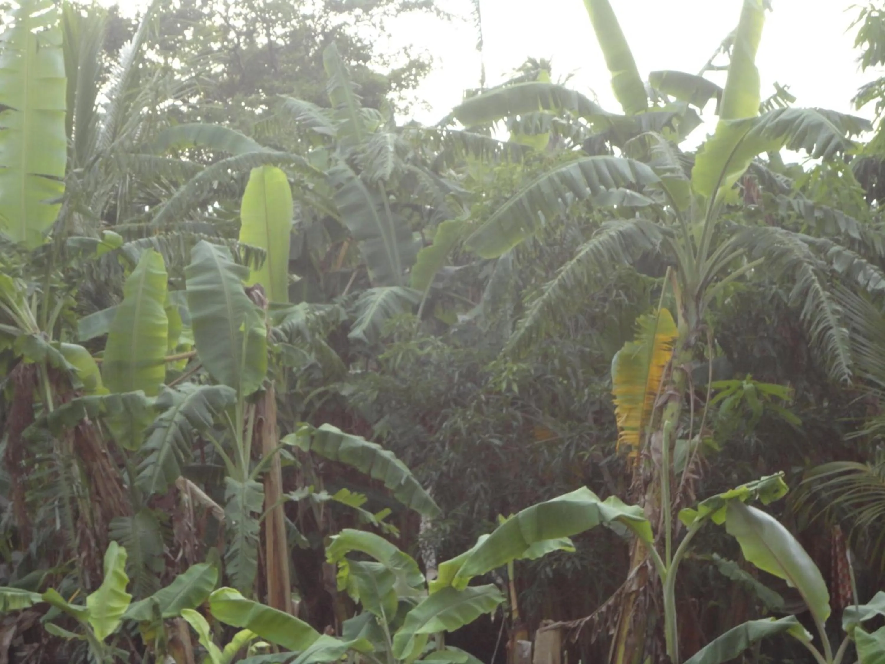 Other in Sigiri Forest View