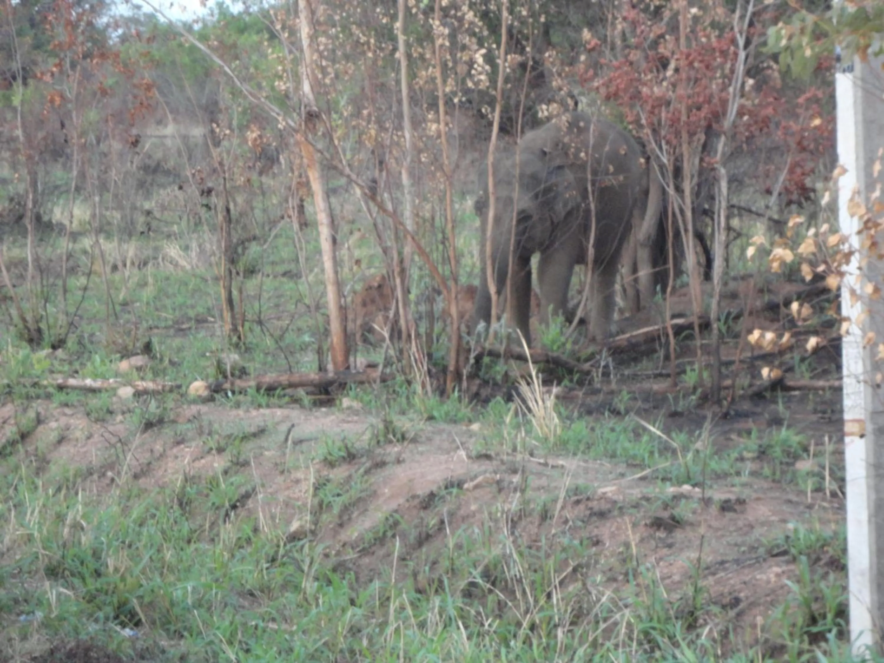 View (from property/room) in Sigiri Forest View
