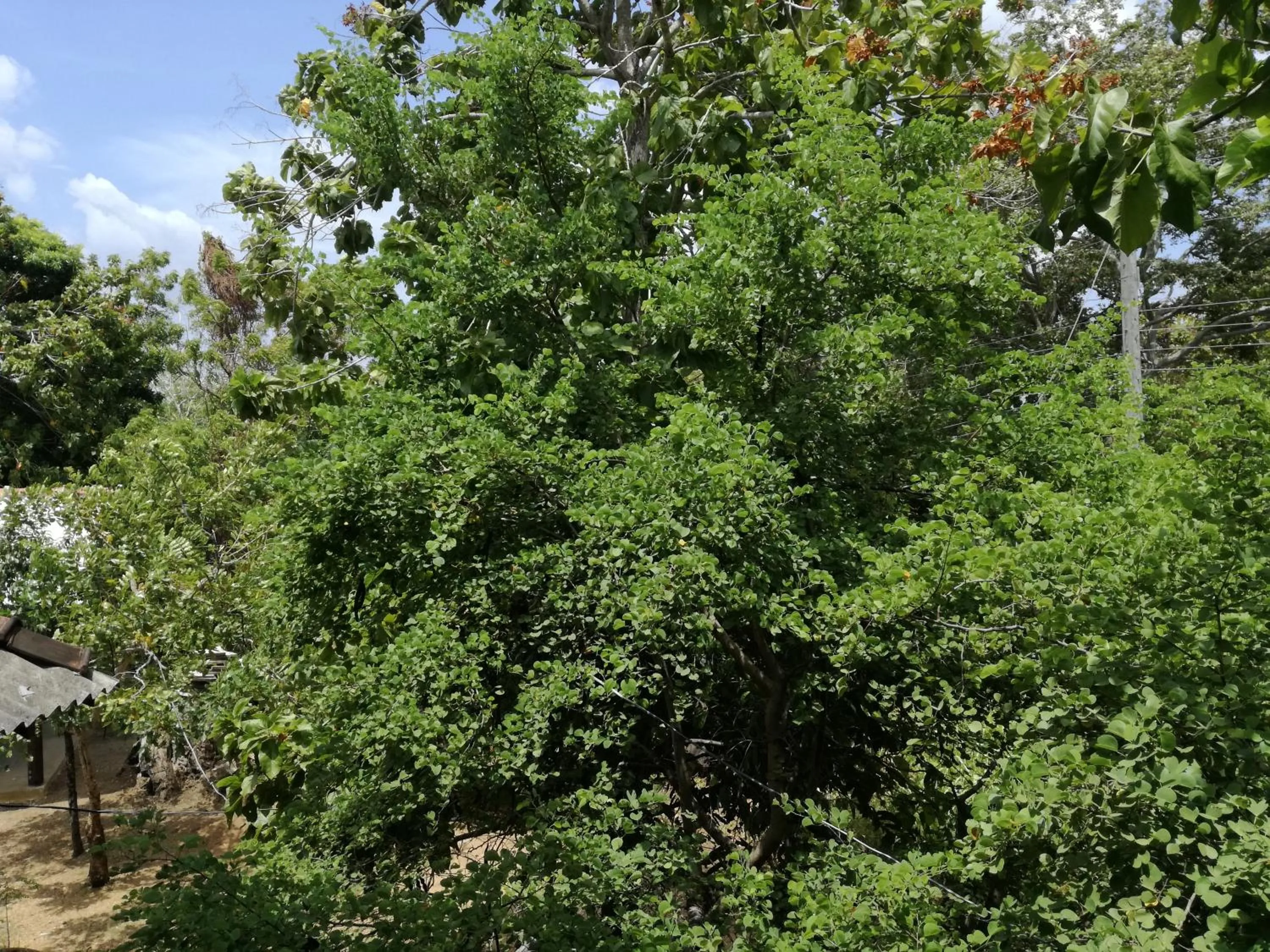 View (from property/room) in Sigiri Forest View