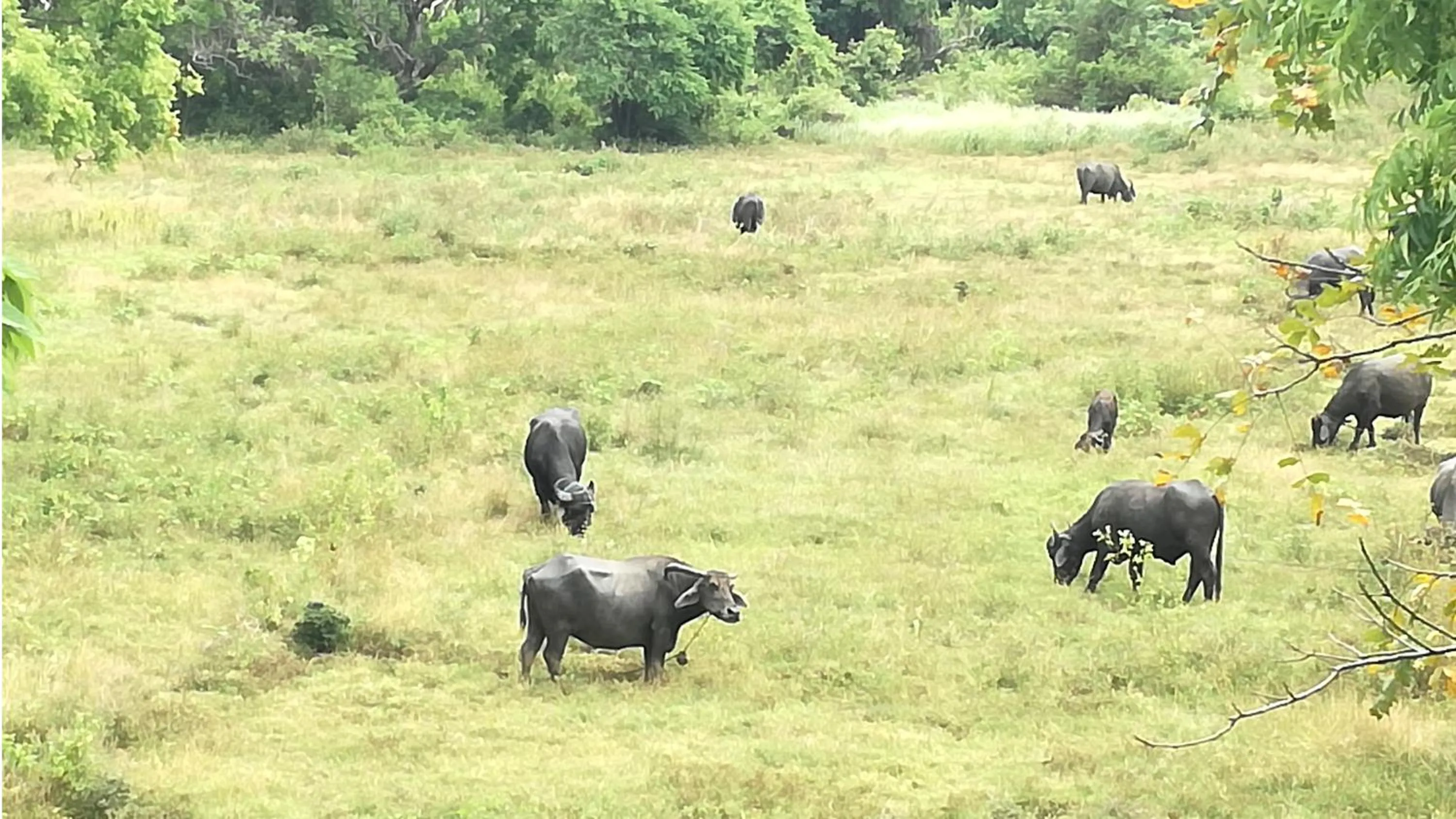 Other in Sigiri Forest View