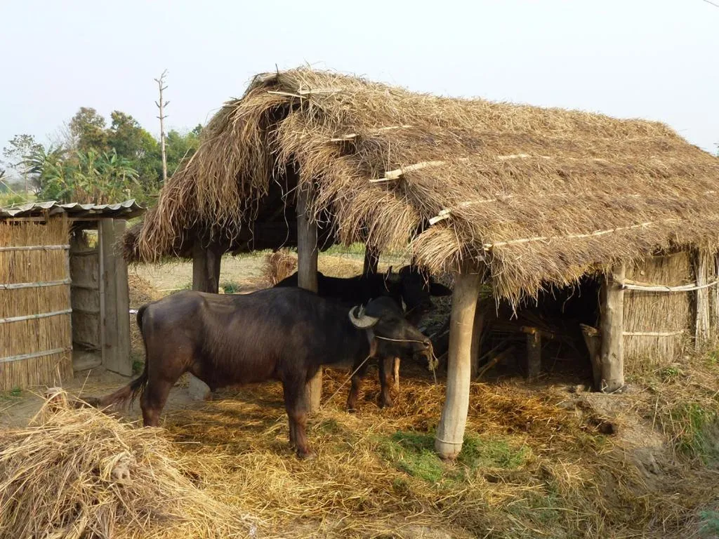 Area and facilities in Bardia Eco Lodge