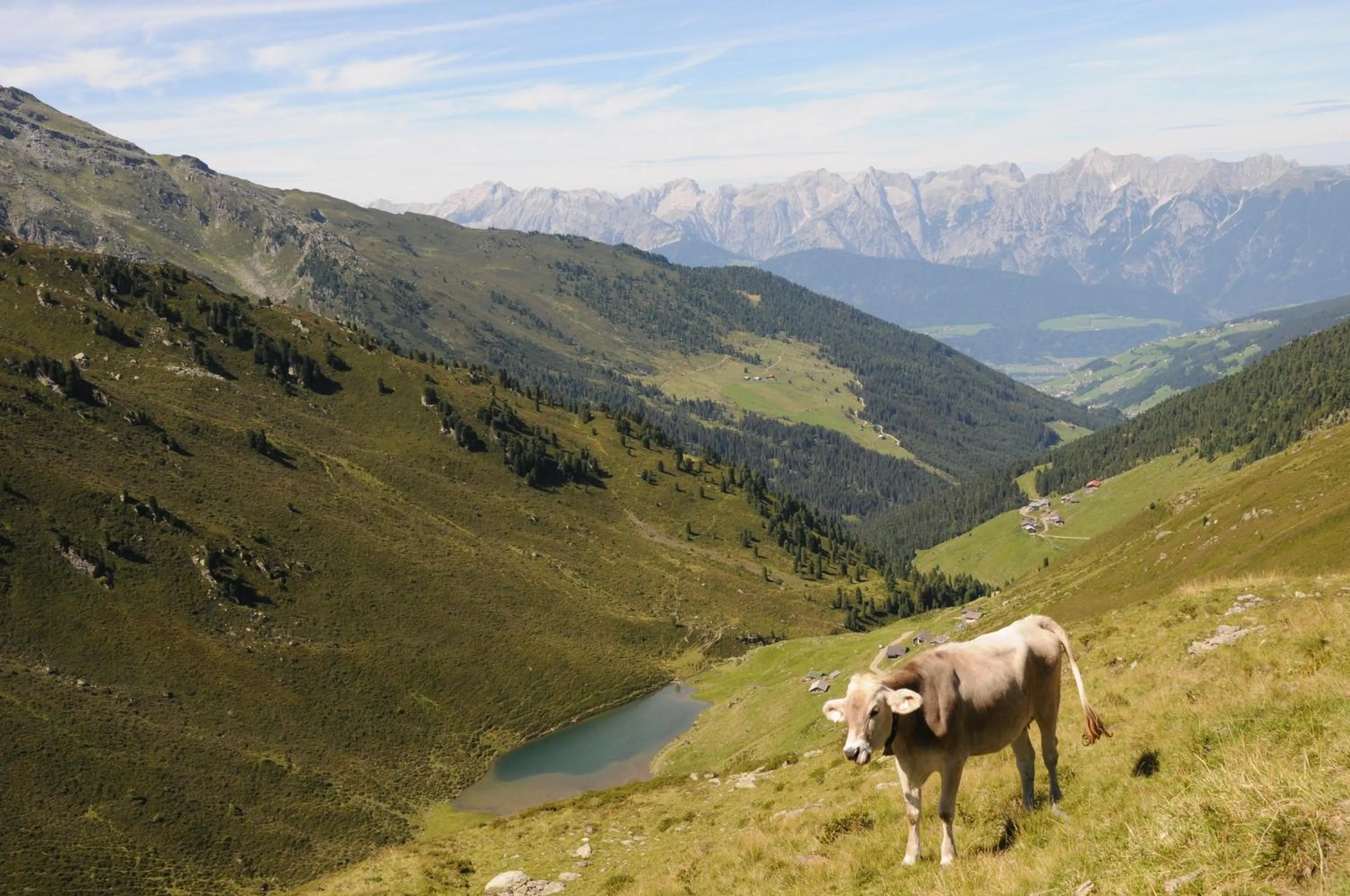 Animals in Ferienpension Steiner