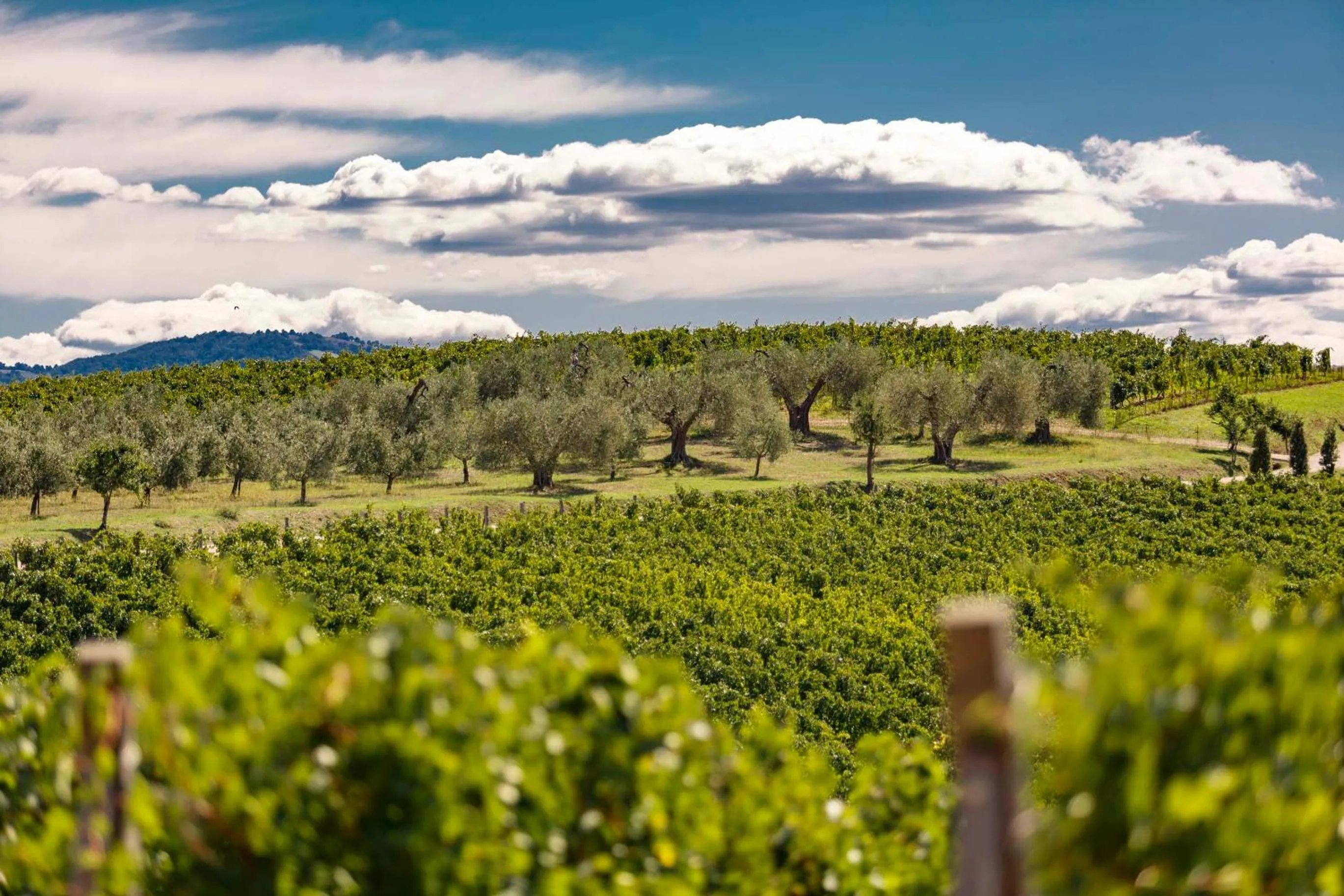Pecora Vecchia - ColleMassari Hospitality