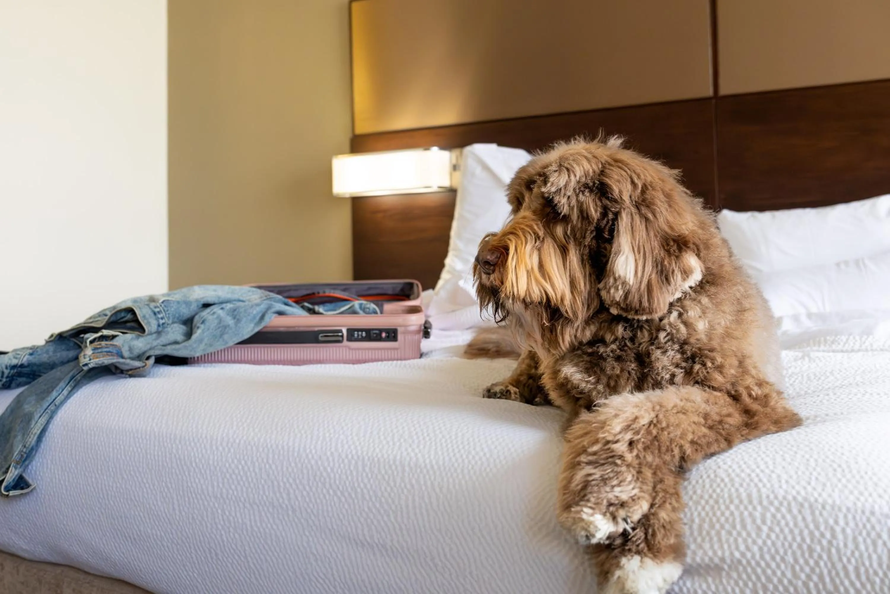 pet friendly, Bed in Residence Inn by Marriott Los Angeles LAX/Century Boulevard