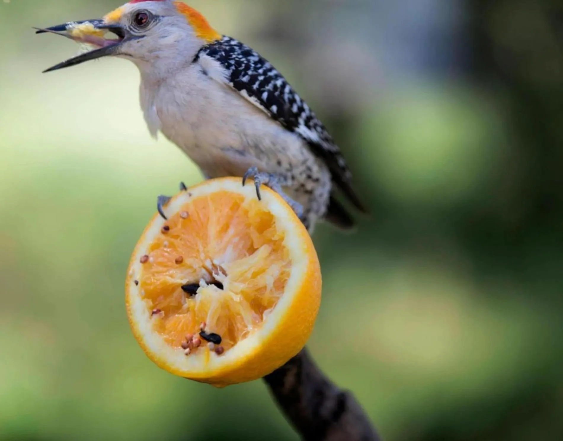 Nearby landmark in Residence Inn San Angelo