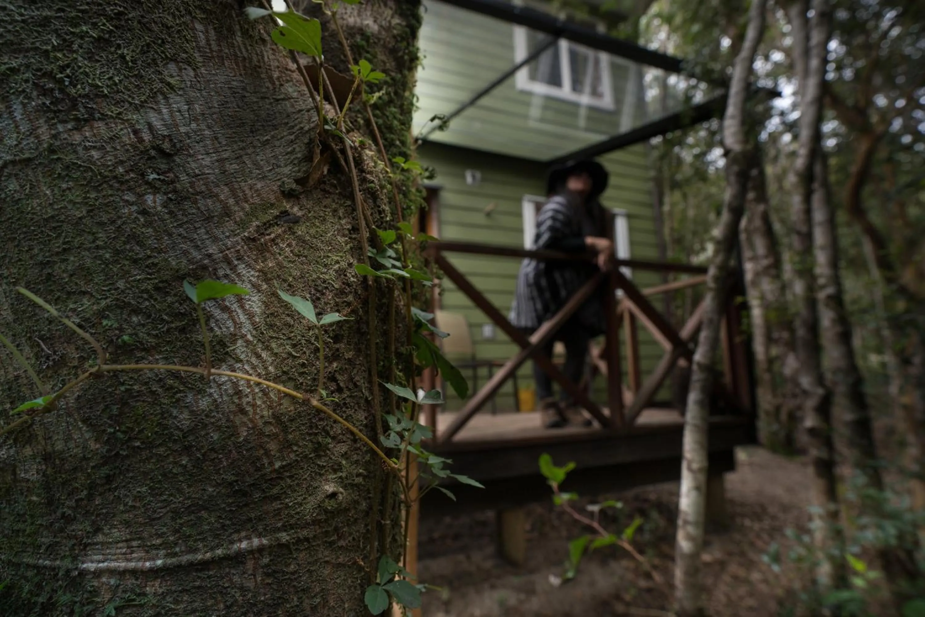 Property building in Cabañas Ensenada Bosque Nativo