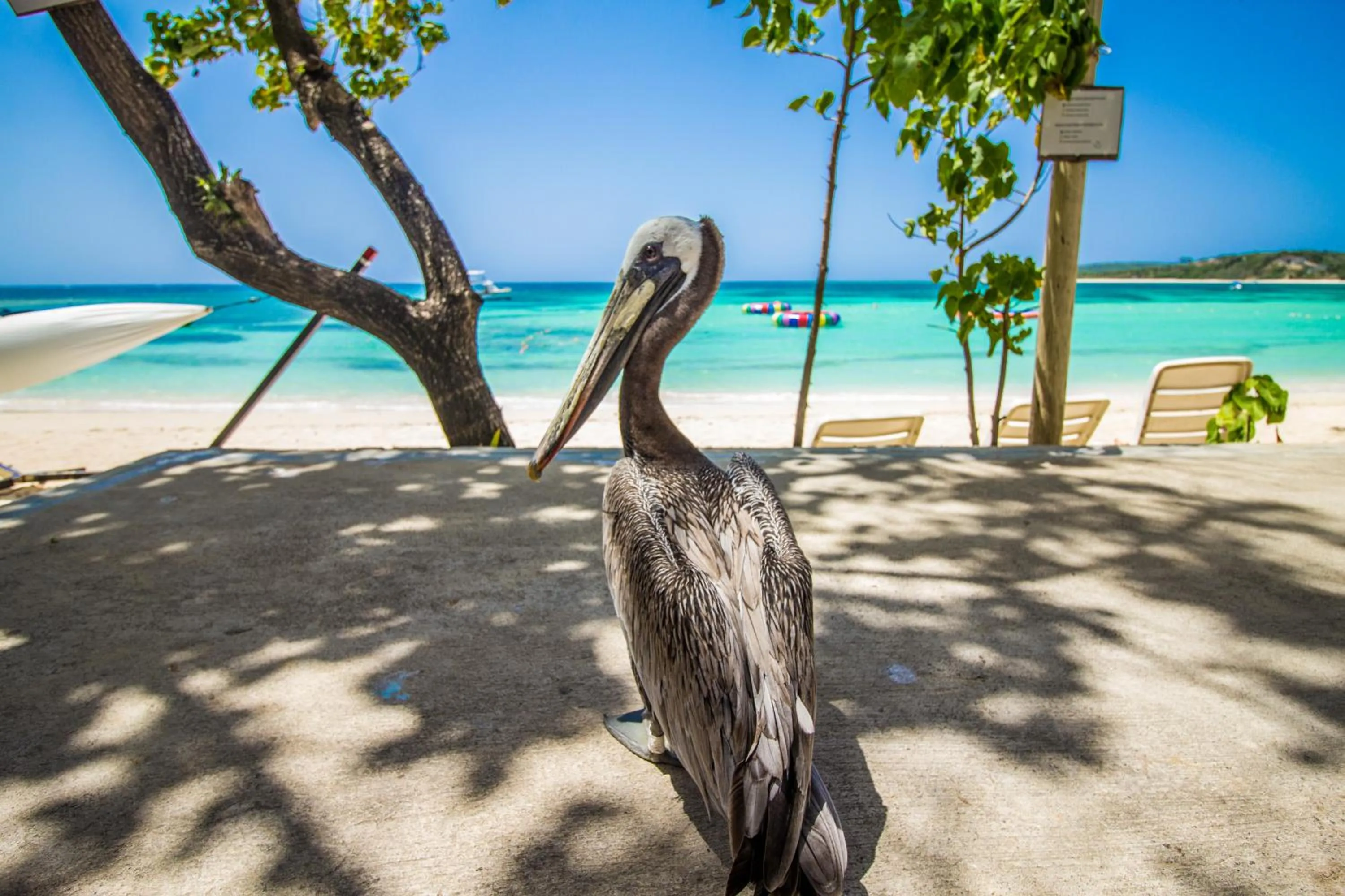 Beach in Paradise Island Beach Resort