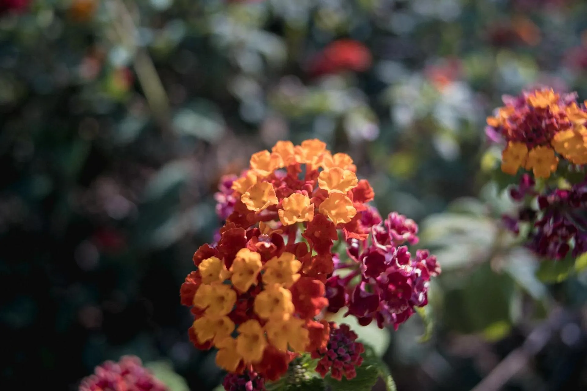 Garden in Soros Beach Antiparos