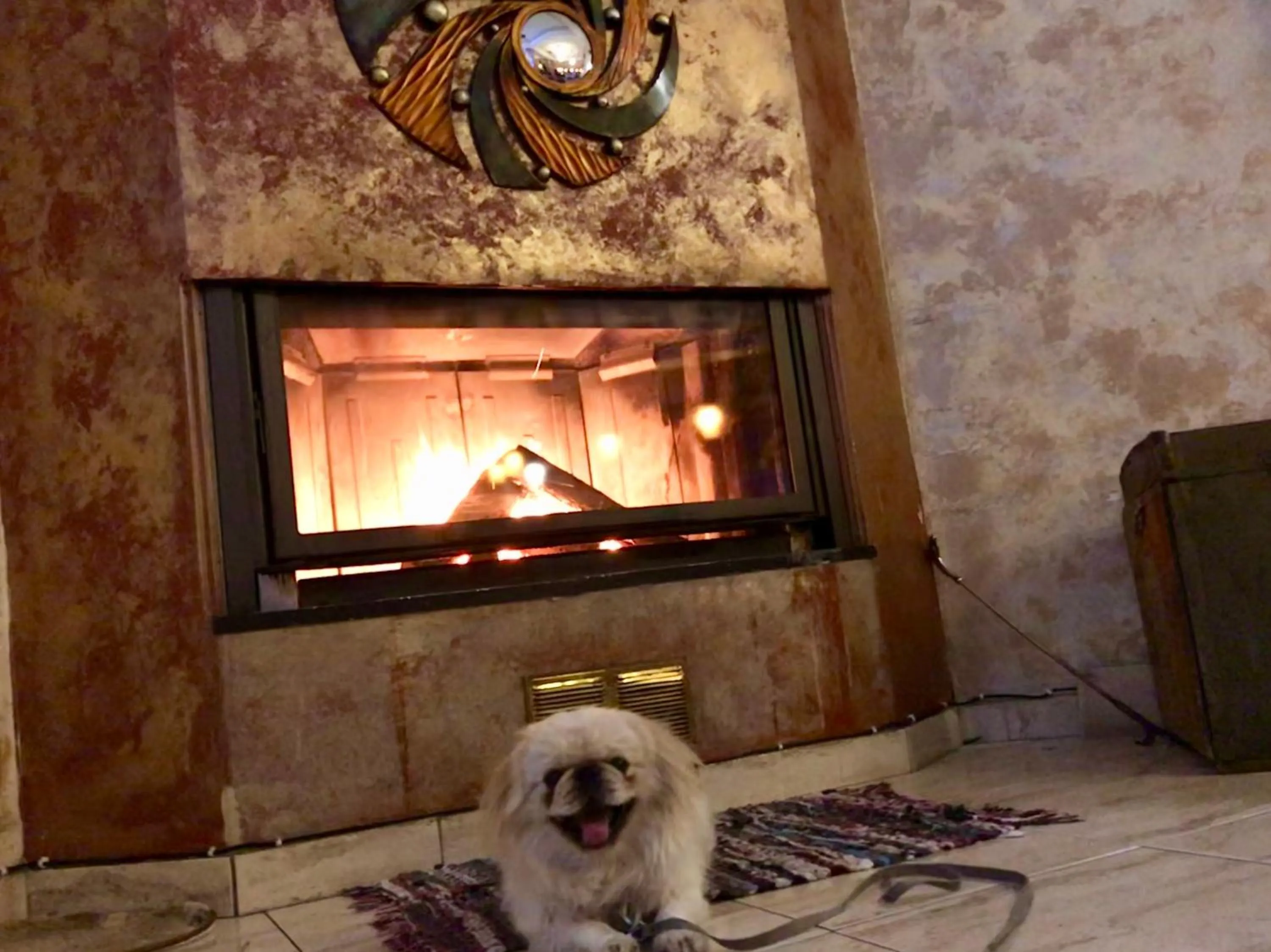 Pets in Hotel Epavlis