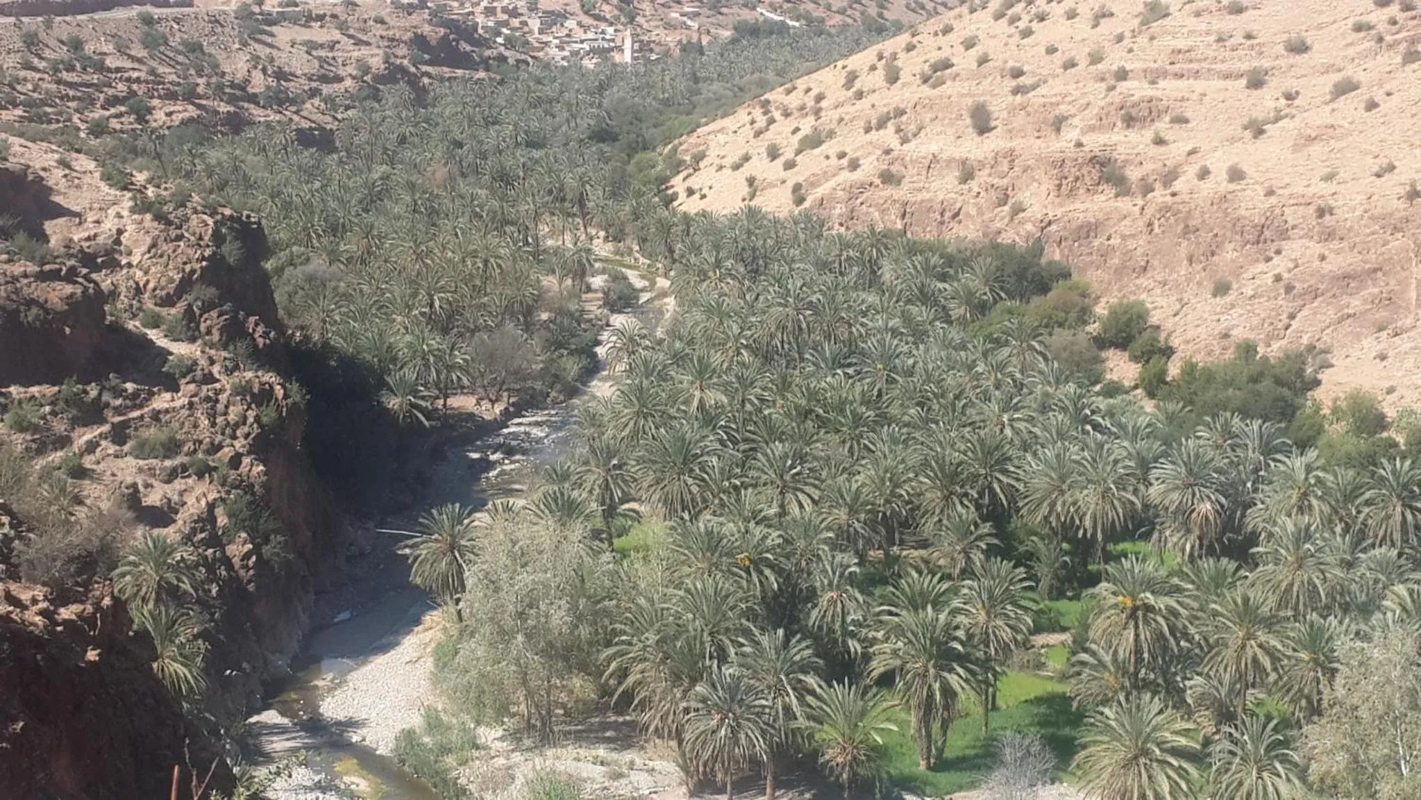 Oasis de Tiout