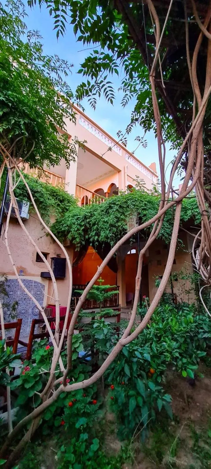 Oasis de Tiout