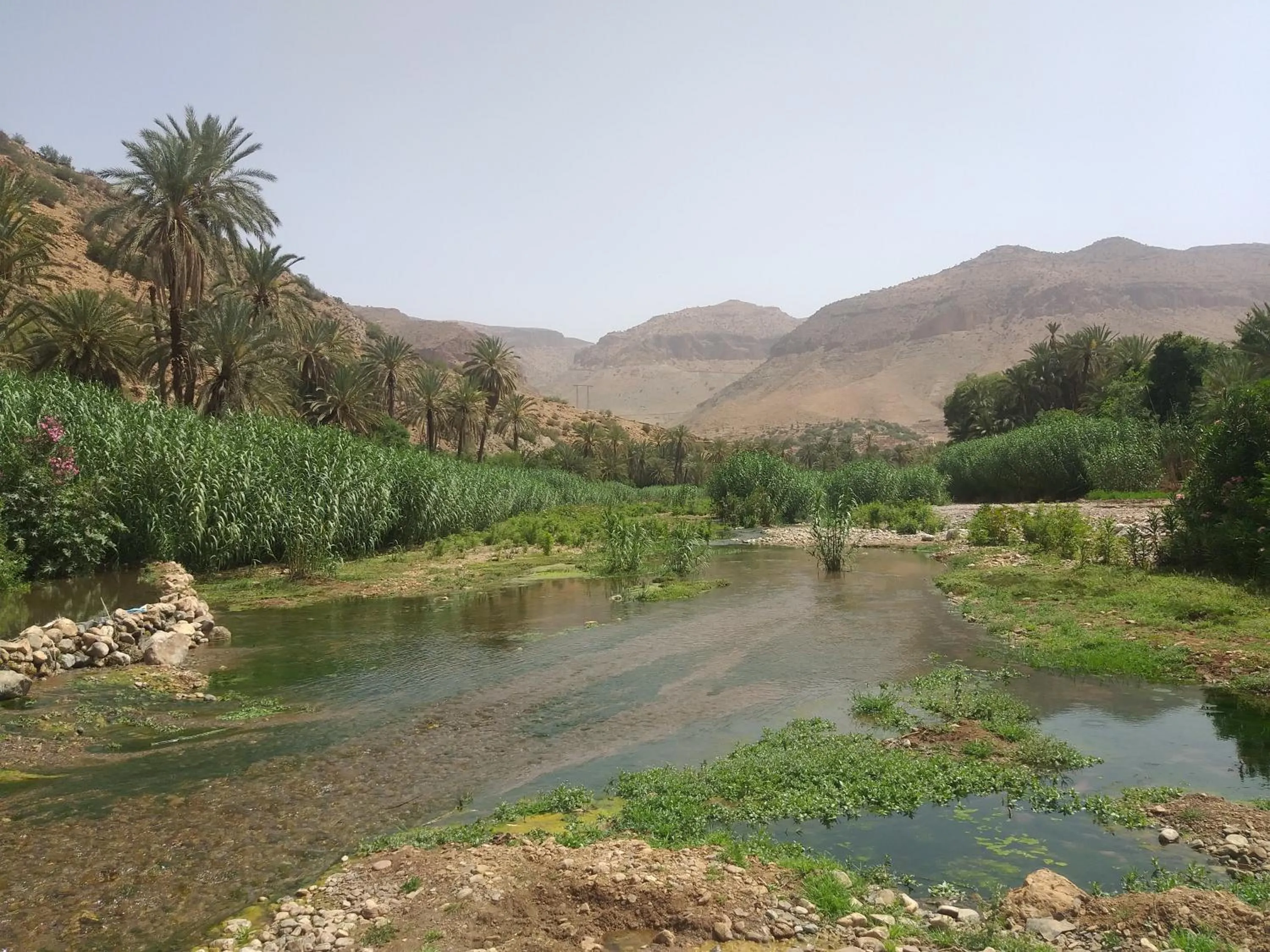 Oasis de Tiout