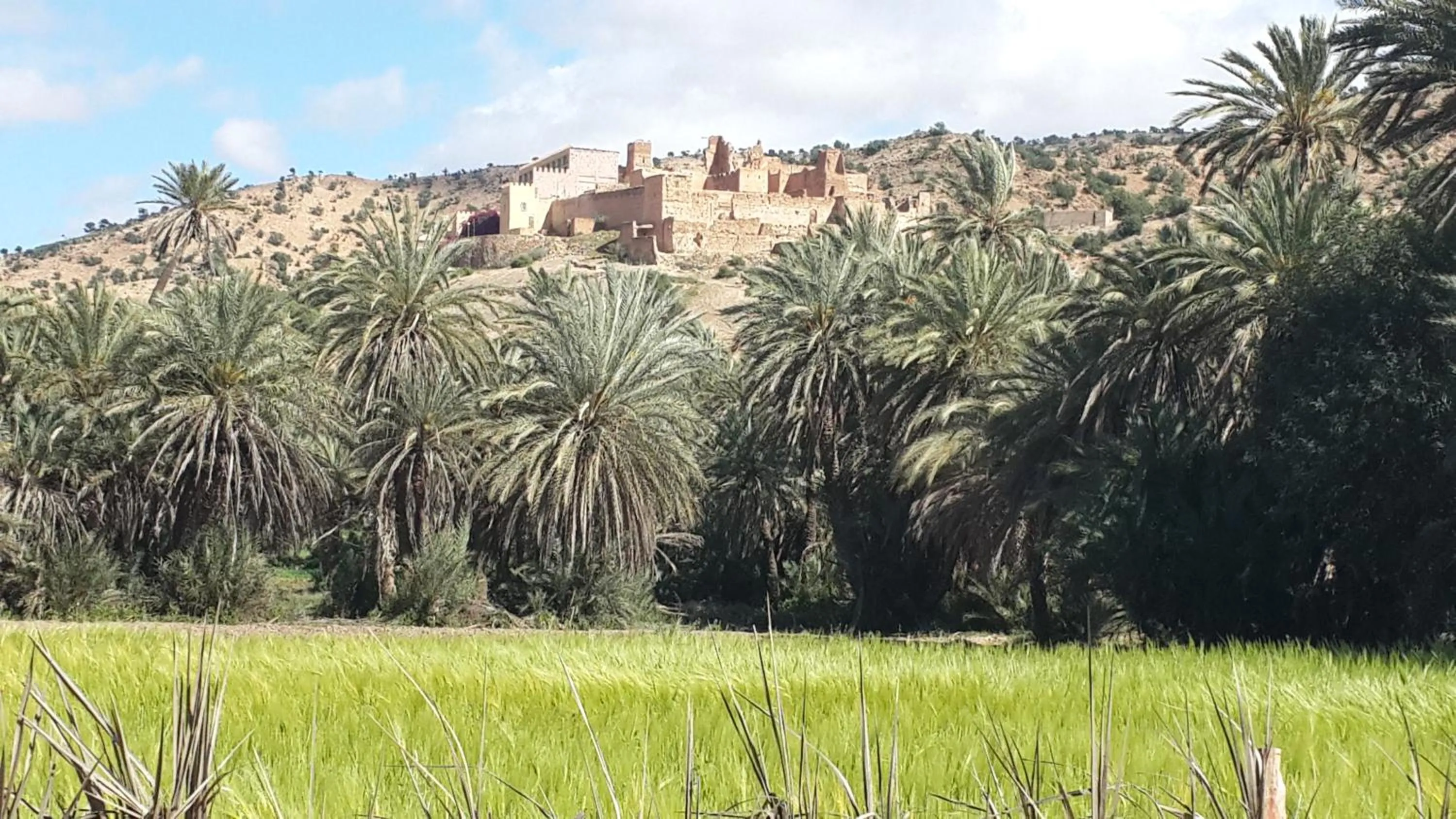 Oasis de Tiout