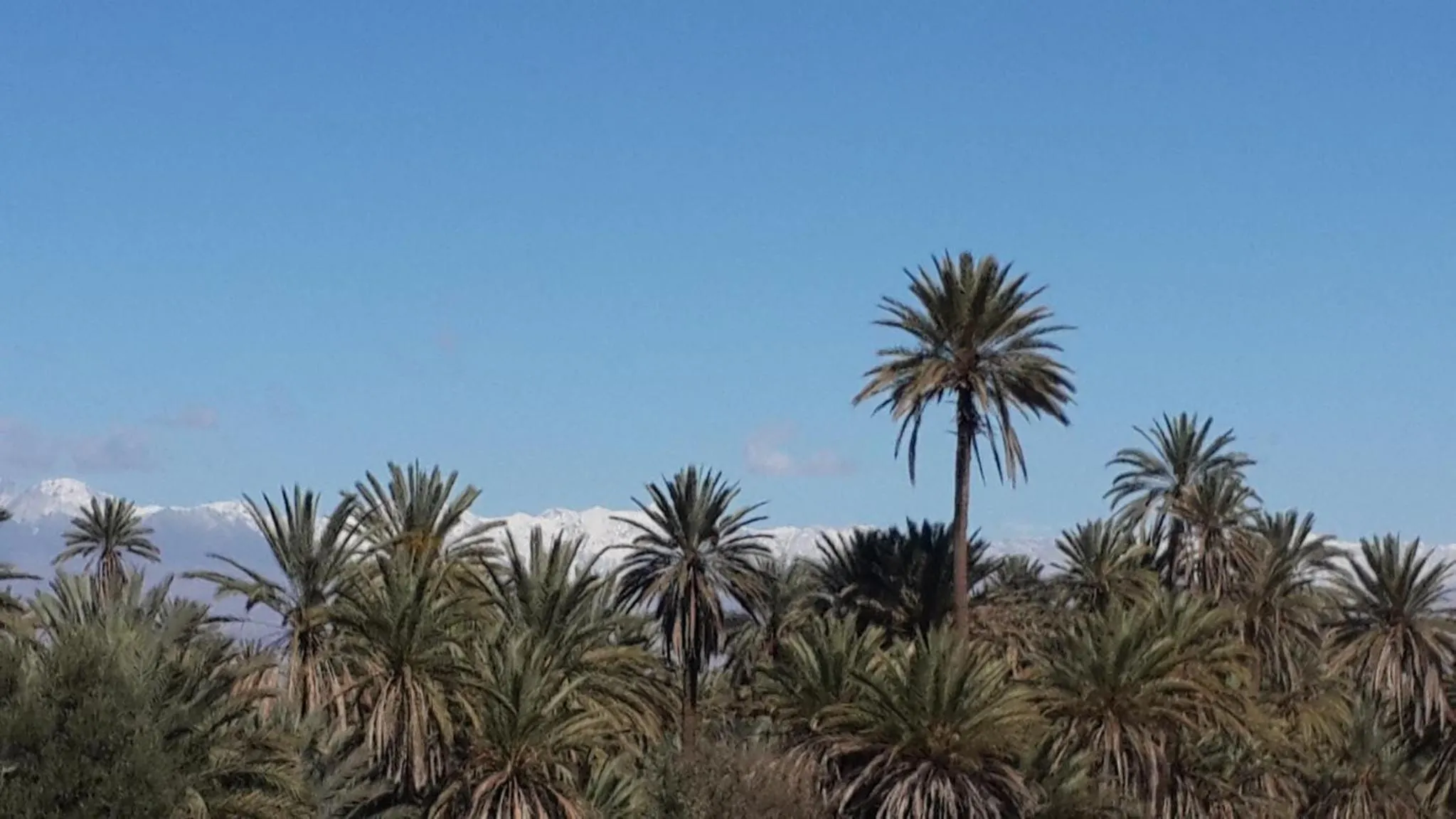 Oasis de Tiout