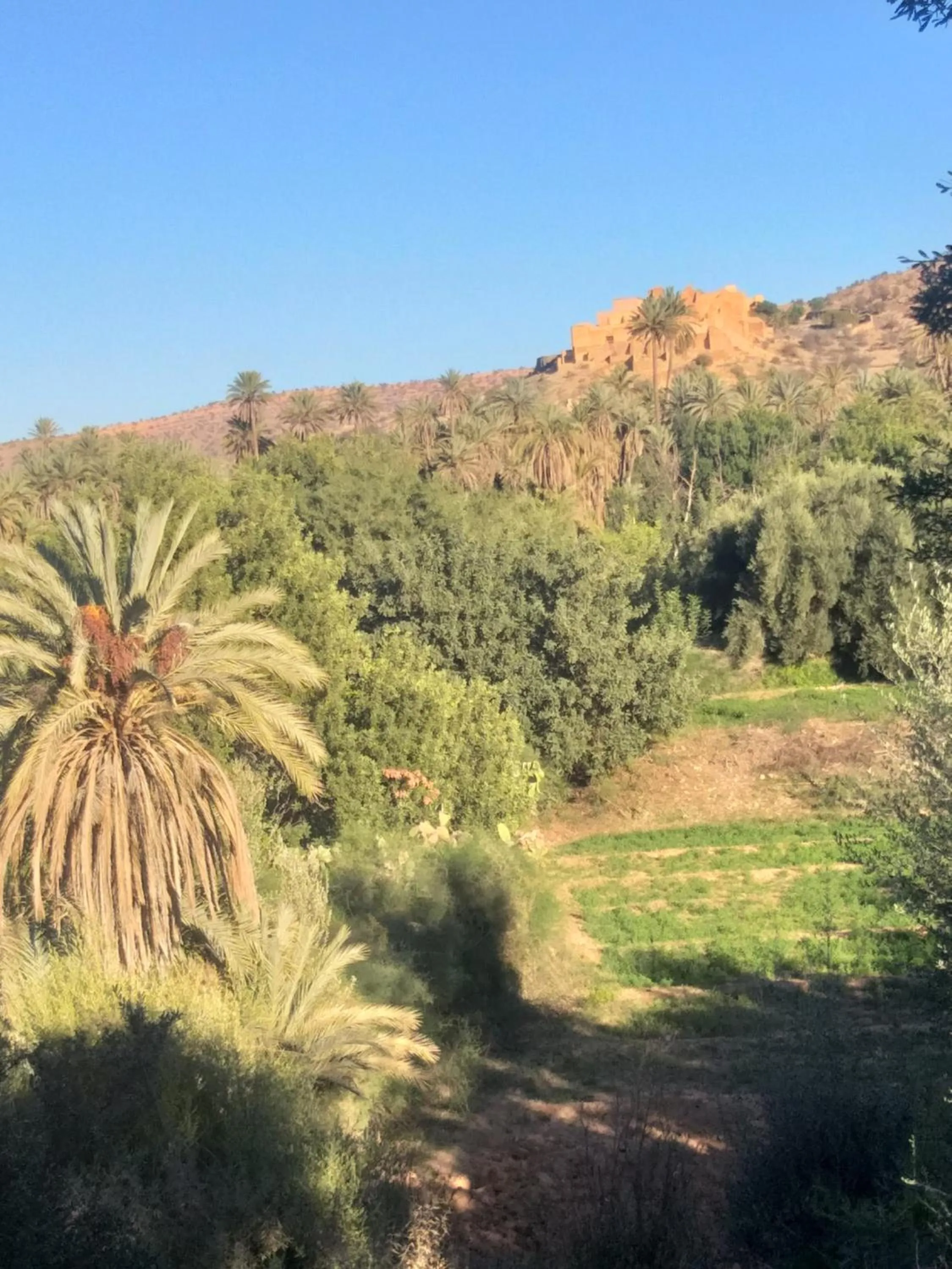Oasis de Tiout