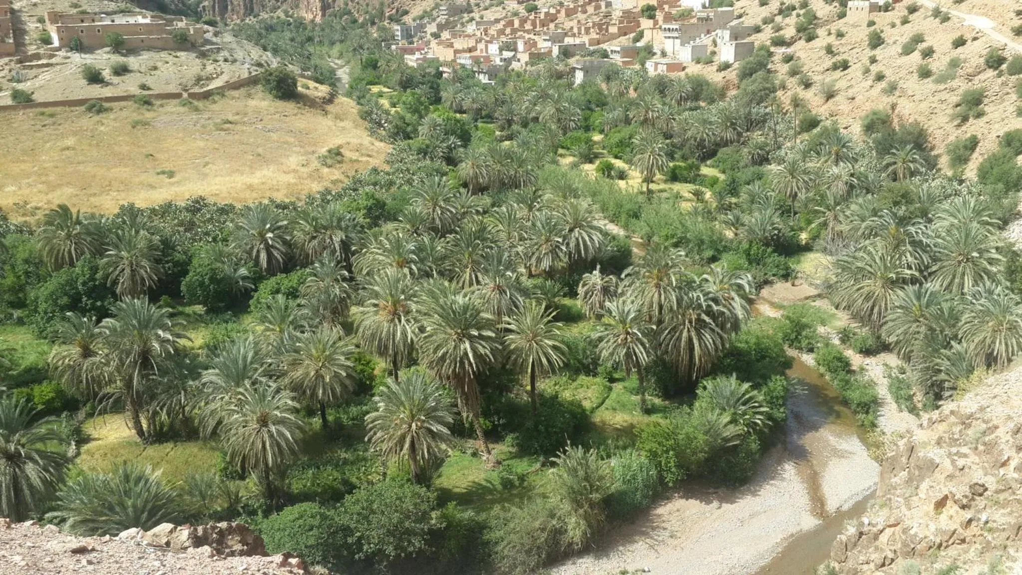 Oasis de Tiout